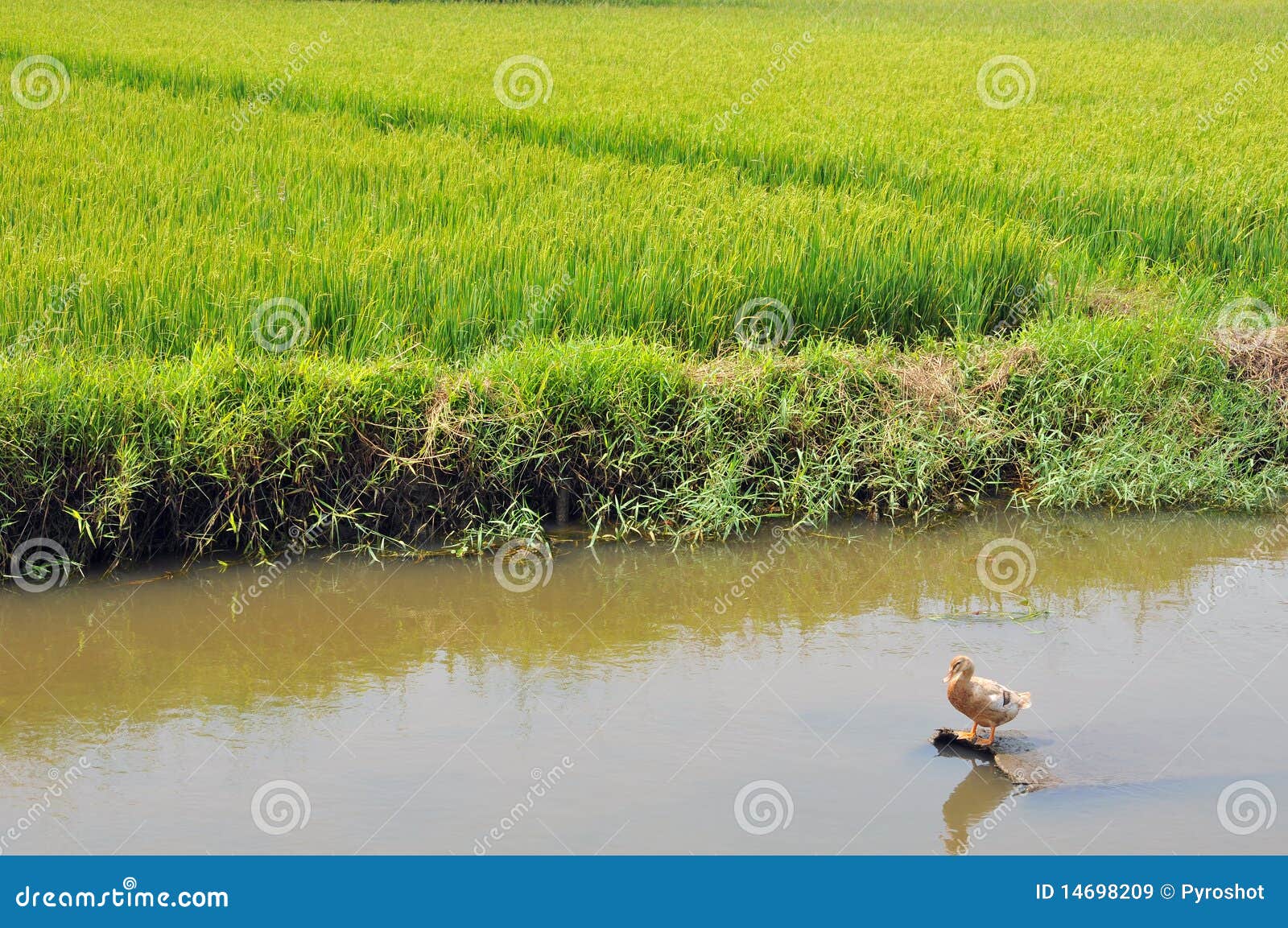 Duck in the rice paddy stock image. Image of field, animal 14698209