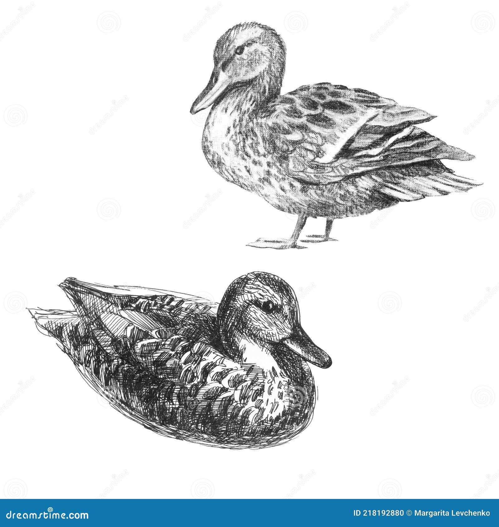 How to Draw a Realistic Duck