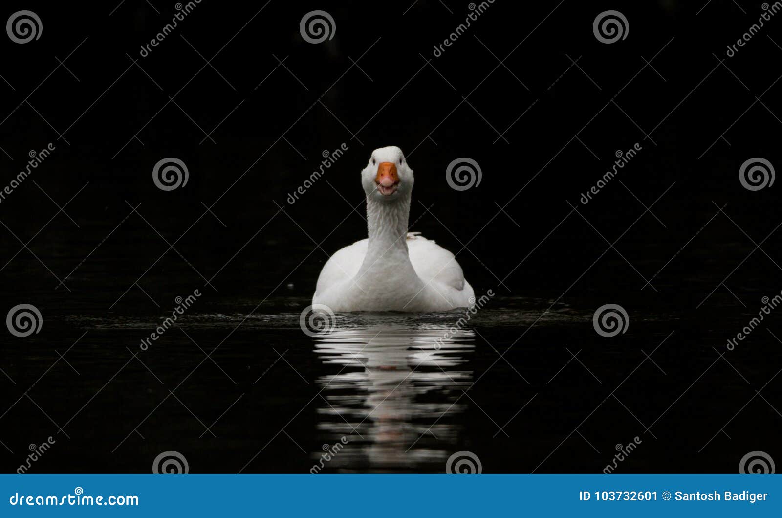 duck in shadows