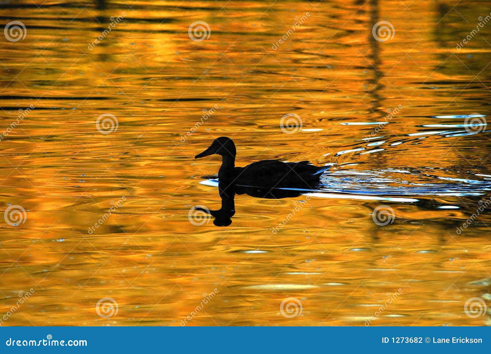 duck silhouette on golden pond