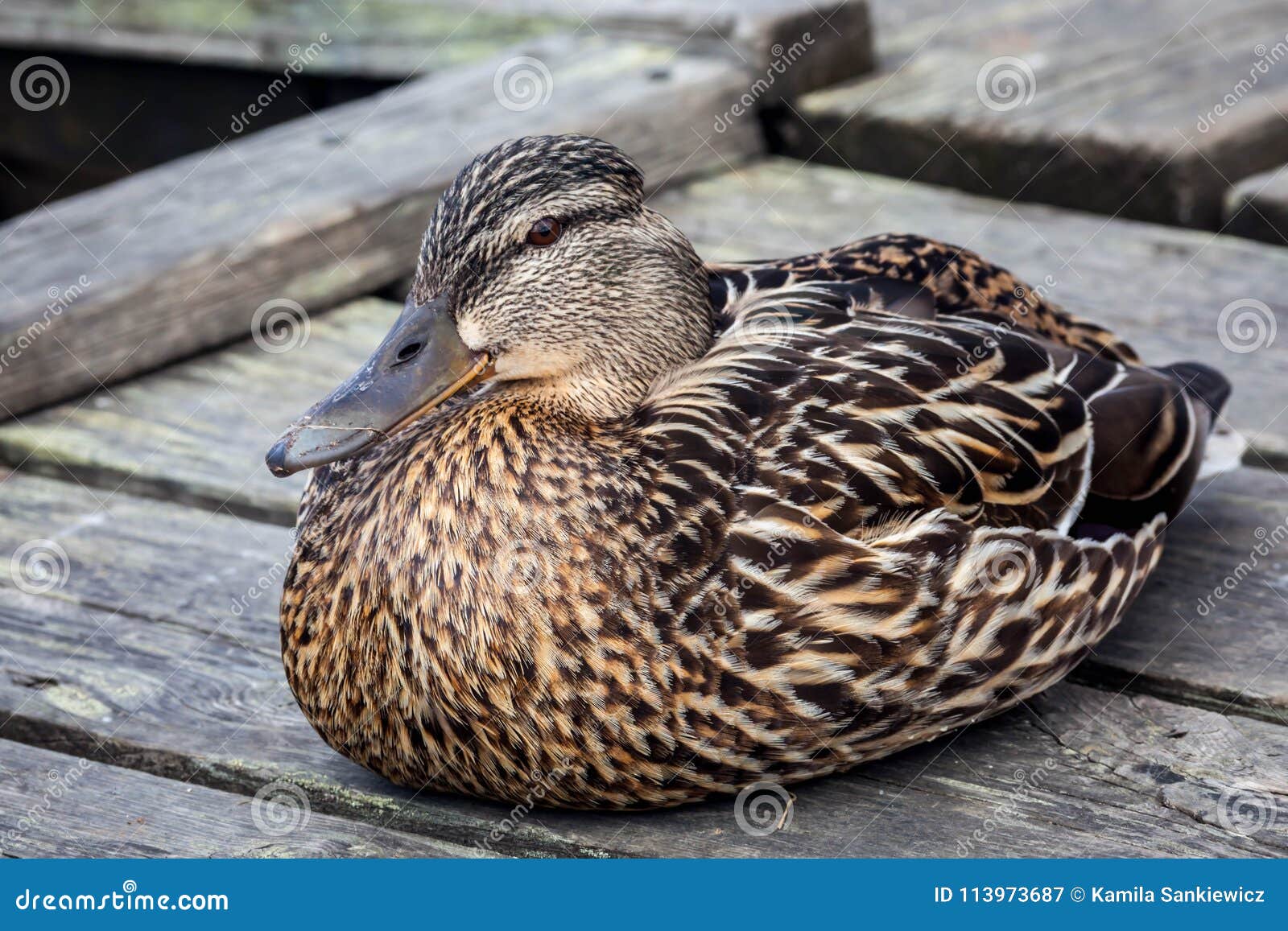 Duck Sitting on a Wooden Pier Stock Image Image of wilderness