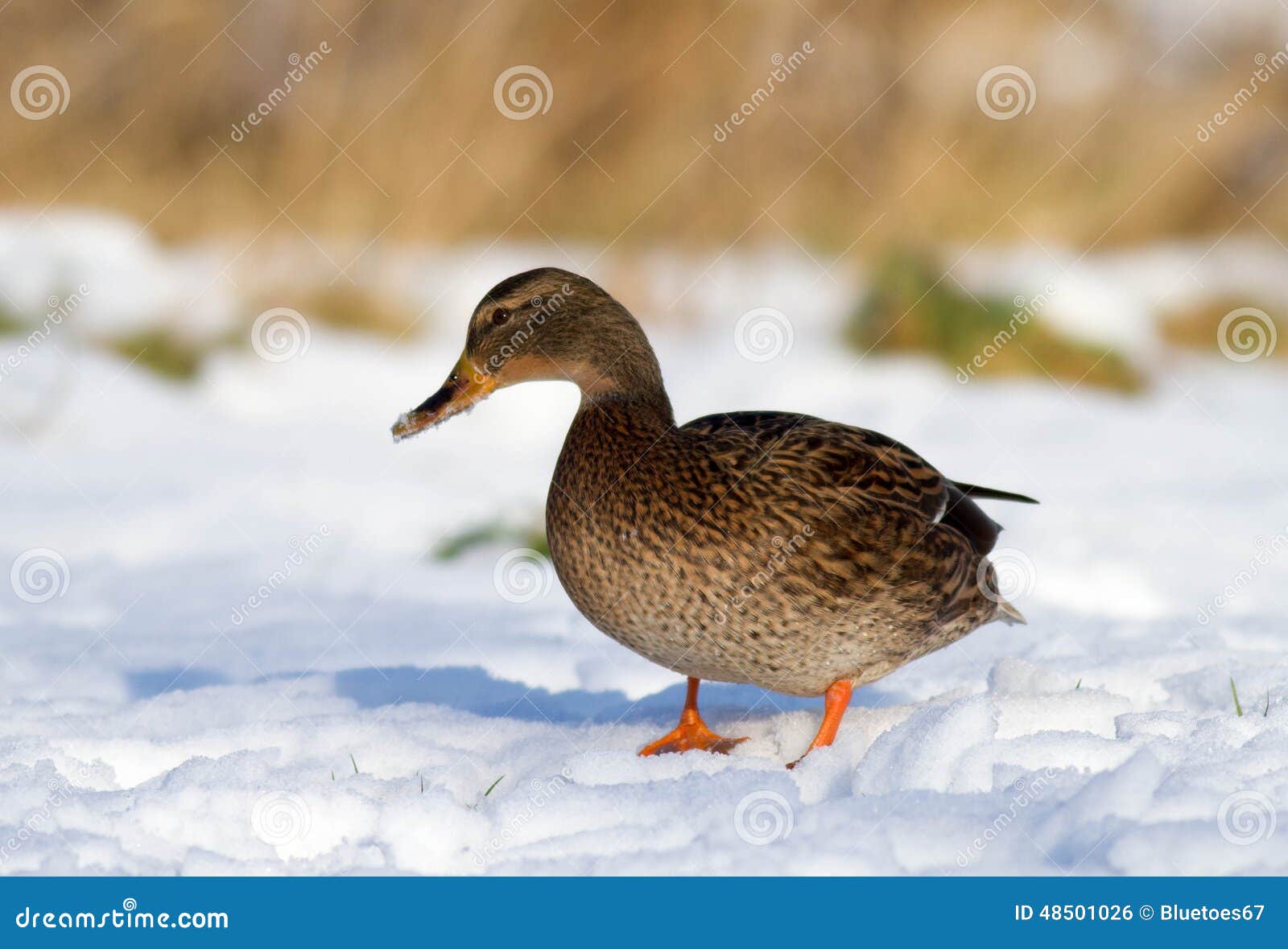 Duck in the snow. Mallard female duck in the winter snow
