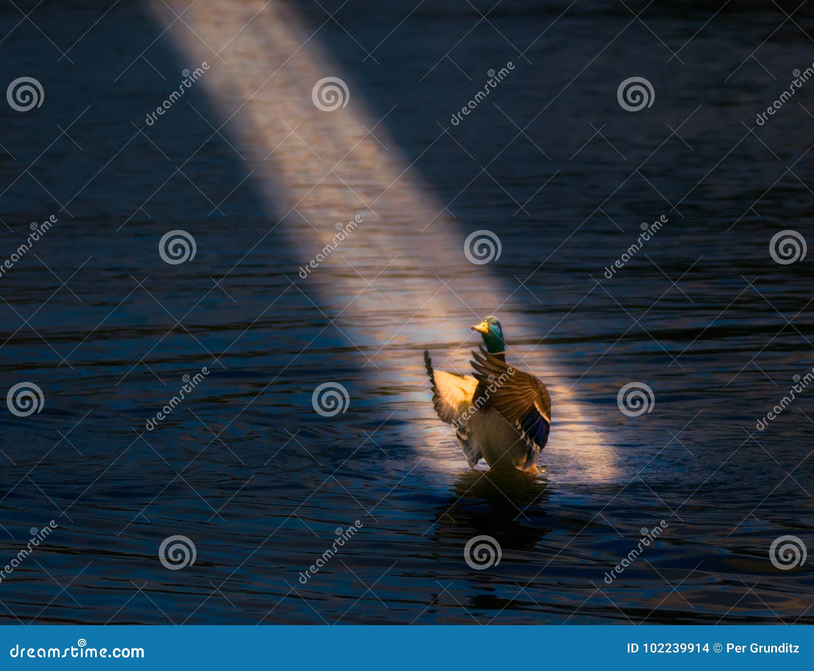 Duck in spotlight stock photo. Image of sunrise, wildlife 102239914