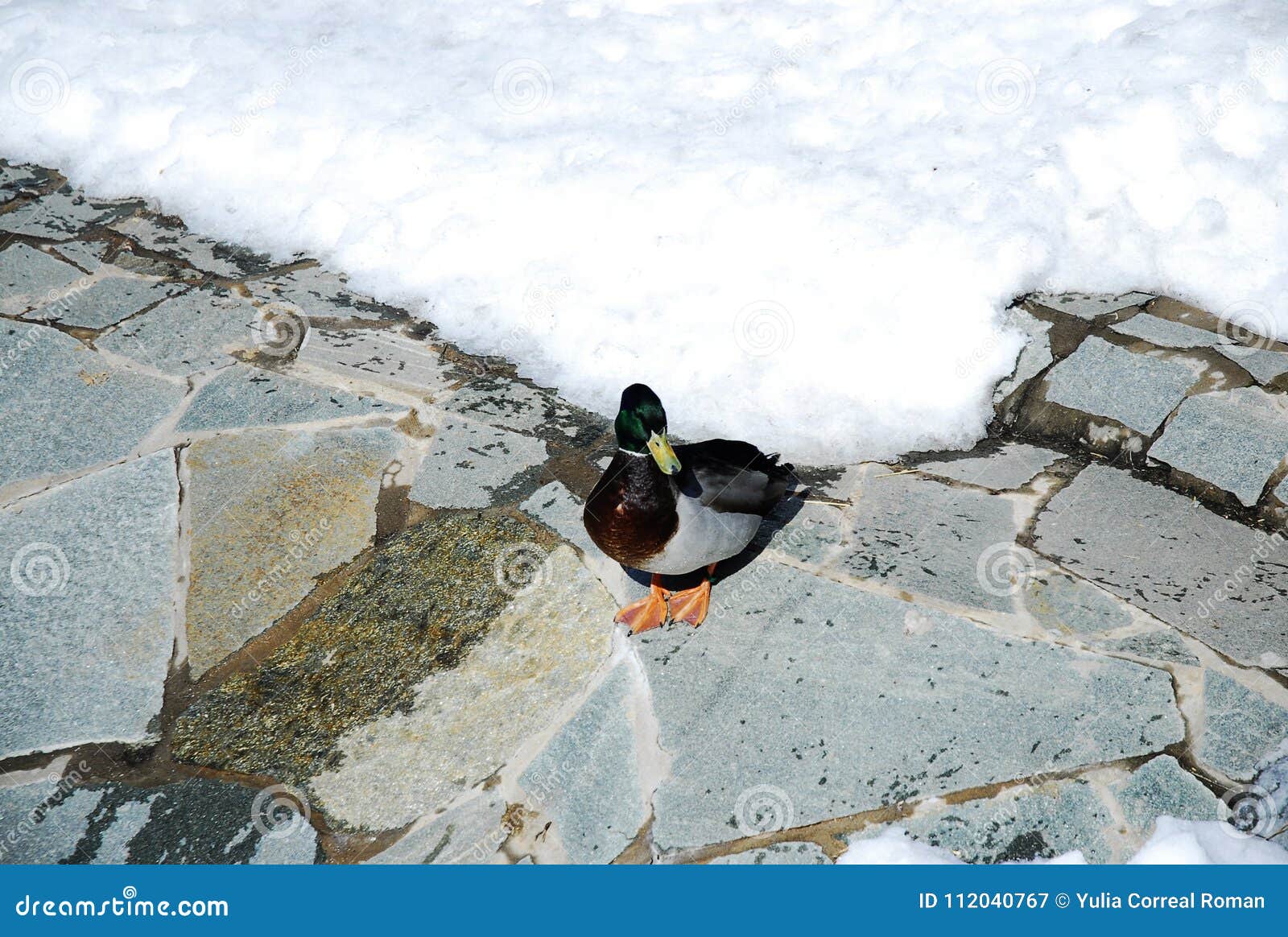 grey-green duck on the floor