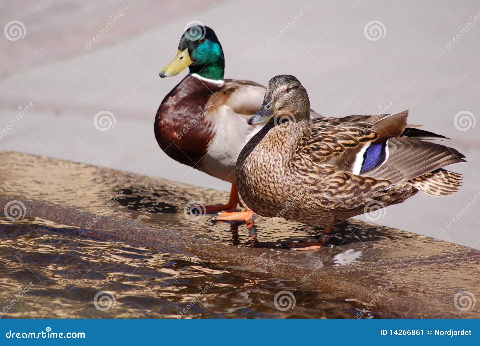 Duck in the sun stock image. Image of water, female, colorful 14266861