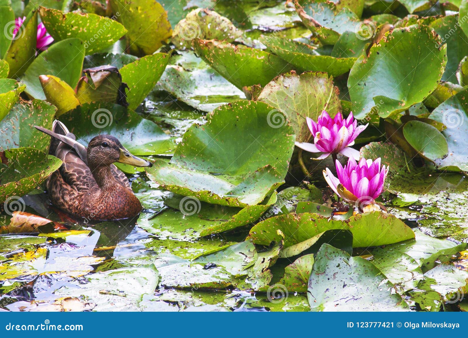 A Duck Swim in the Pond with Water Lily Stock Image Image of green, nature 123777421