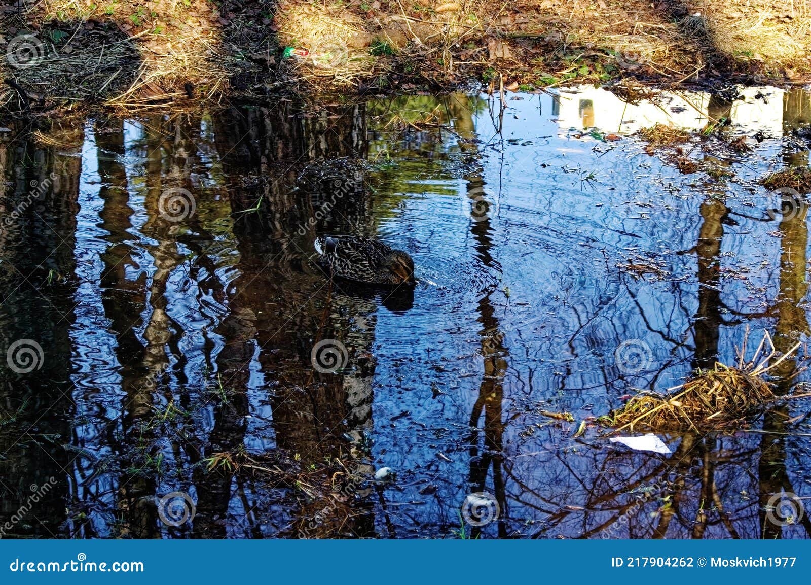 Duck Swim in a Small Pond Near the Trees Stock Photo Image of