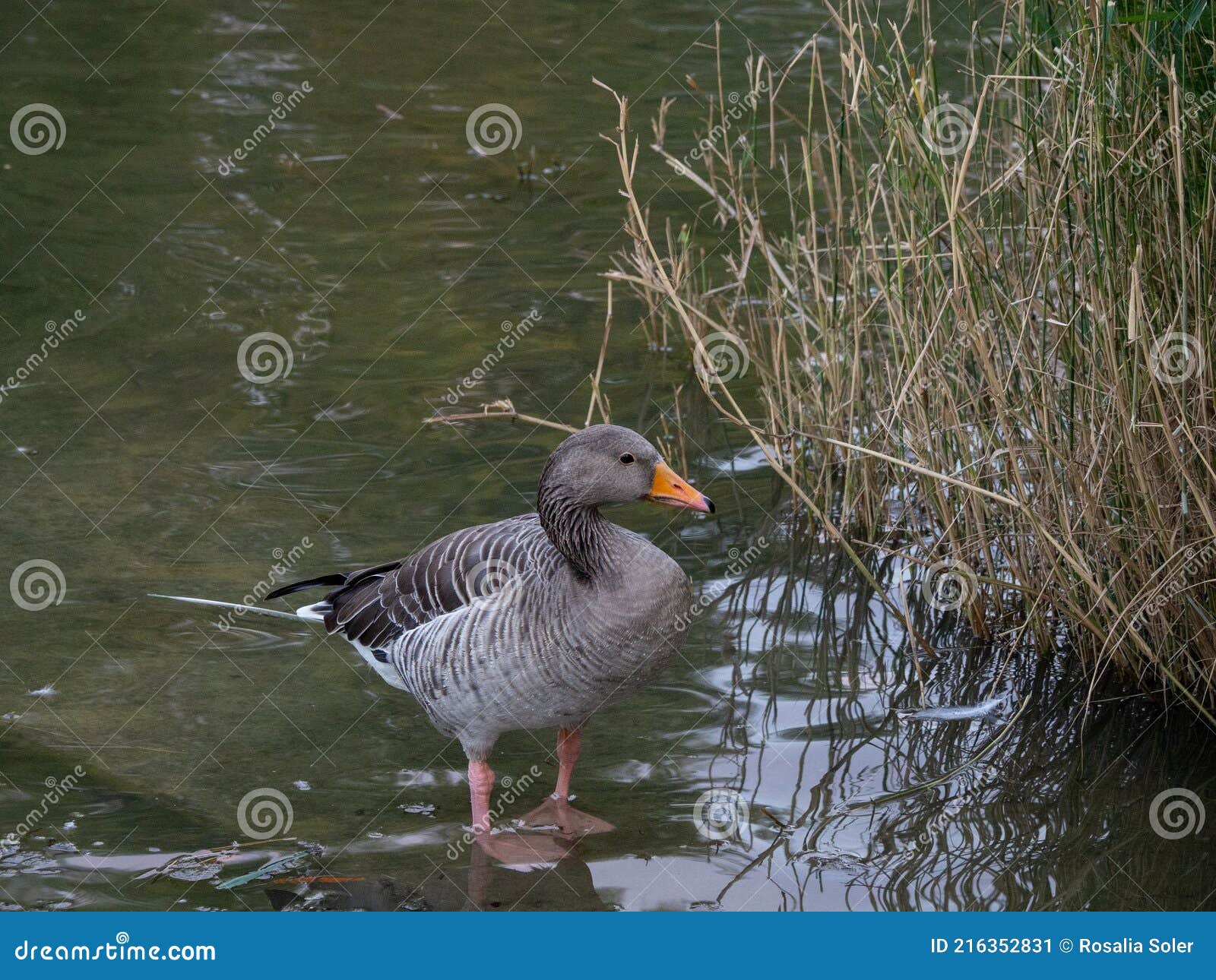 duck swimming en el vendrell