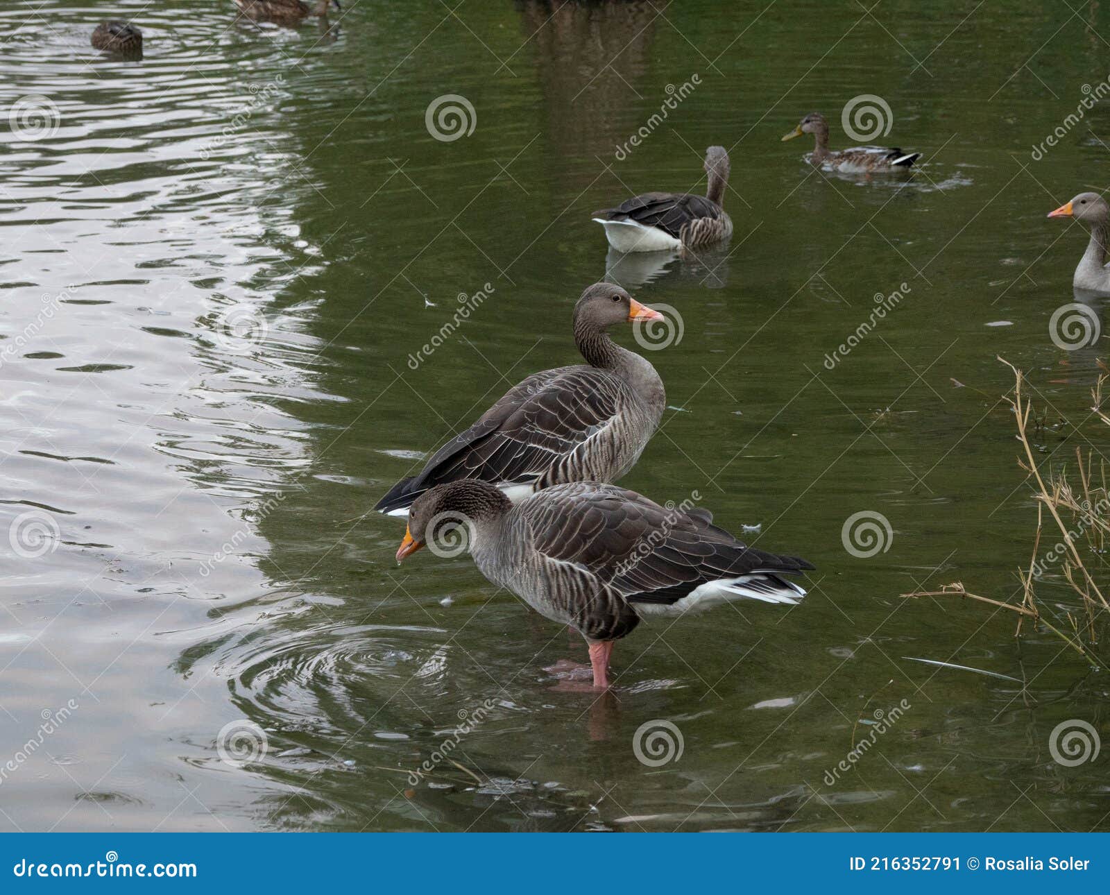 duck swimming en el vendrell