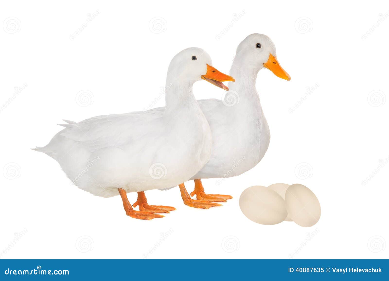 Duck stock image. Image of poultry, agriculture, smart - 40887635