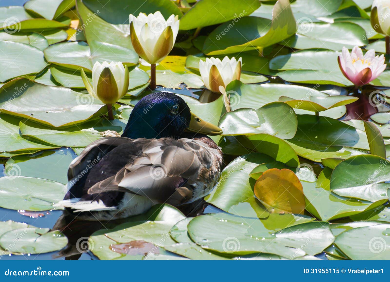 Duck and water lily stock image. Image of fluffy, flower 31955115