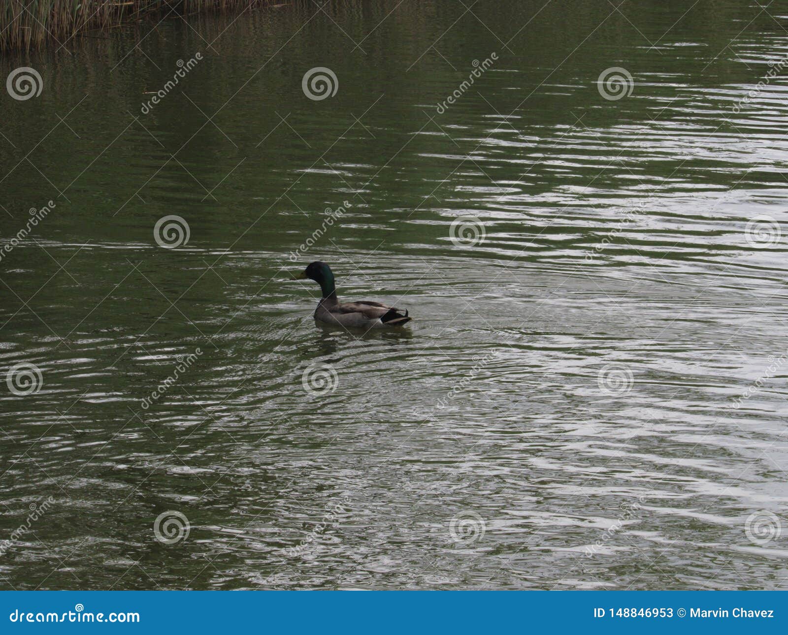 duck water naturaleza