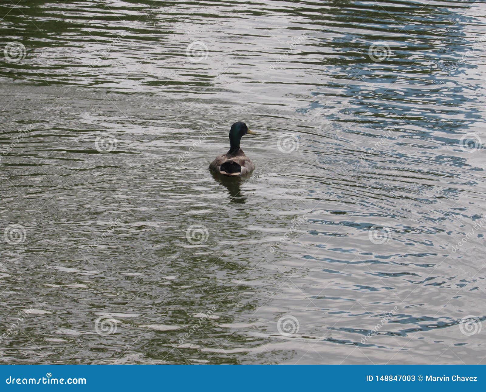 duck water naturaleza