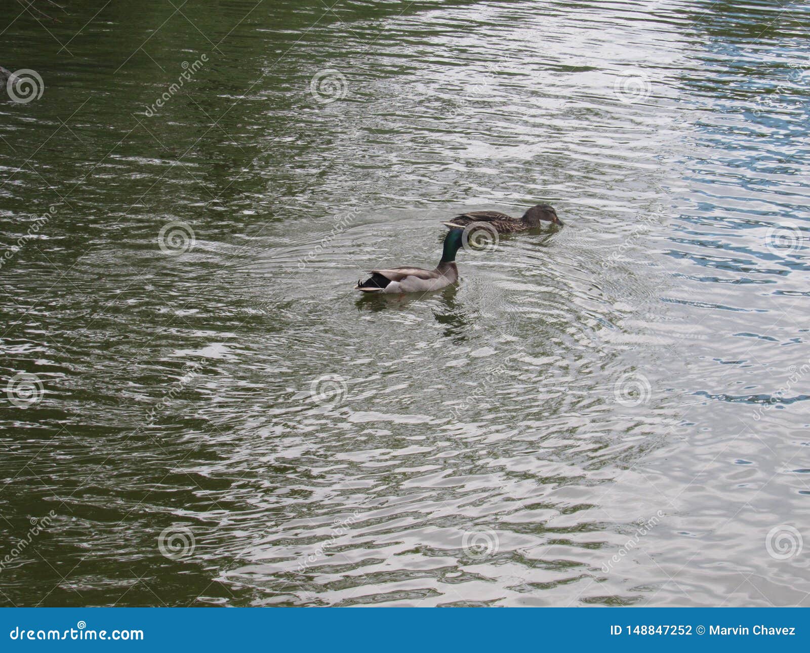 duck water naturaleza