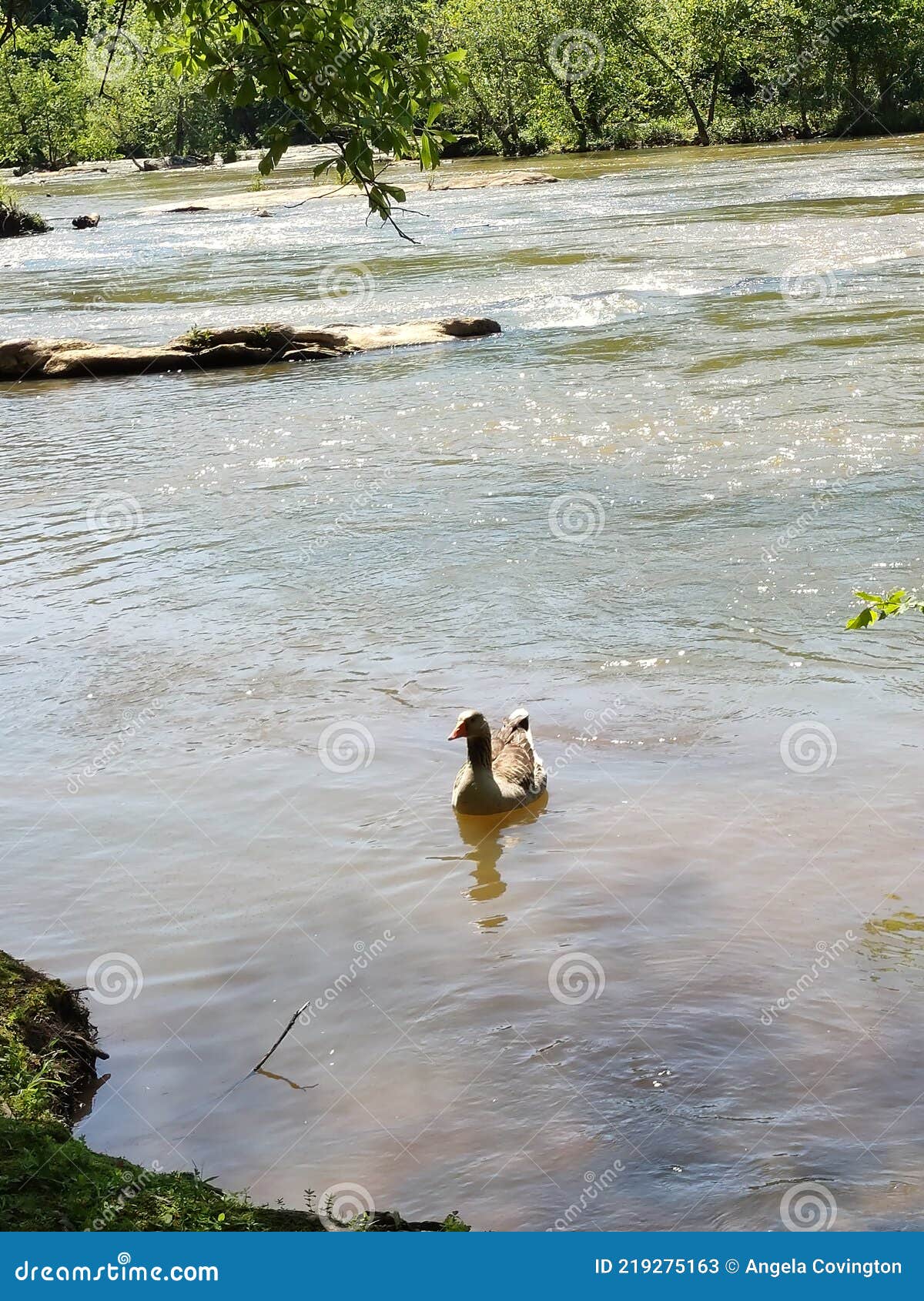 Duck in the Water at Pitts Park Ware Shoals Stock Image Image of pitts, duck 219275163