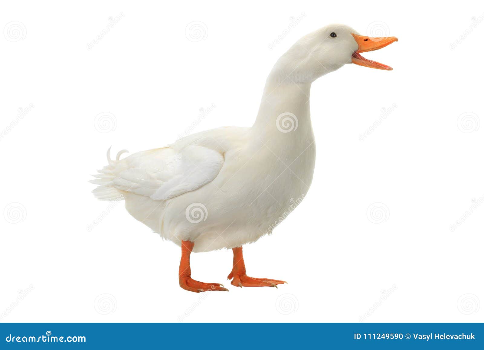 Duck white stock photo. Image of color, nature, waterfowl 111249590
