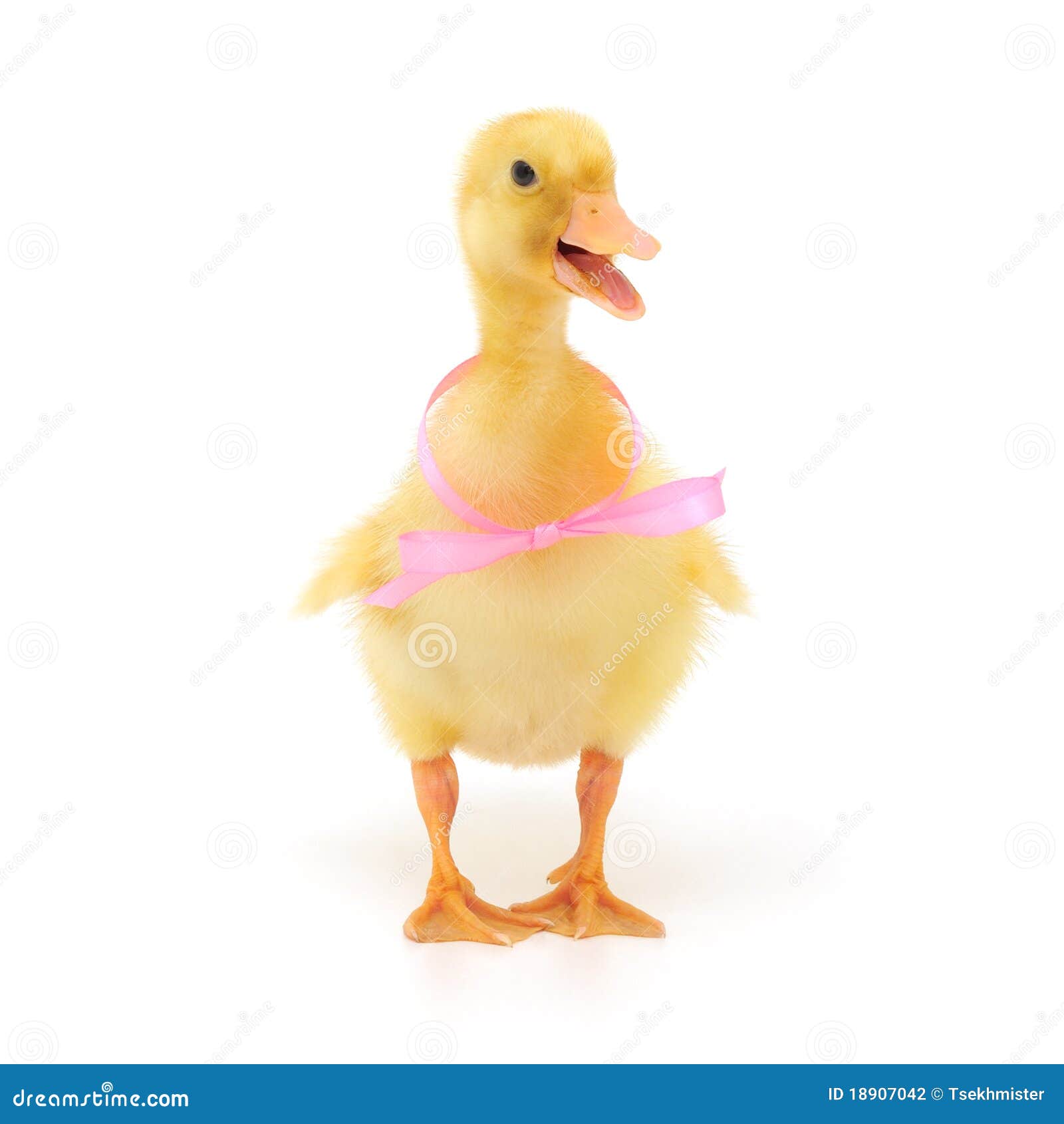 Duckling with bow stock photo. Image of bird, white, chick - 18907042