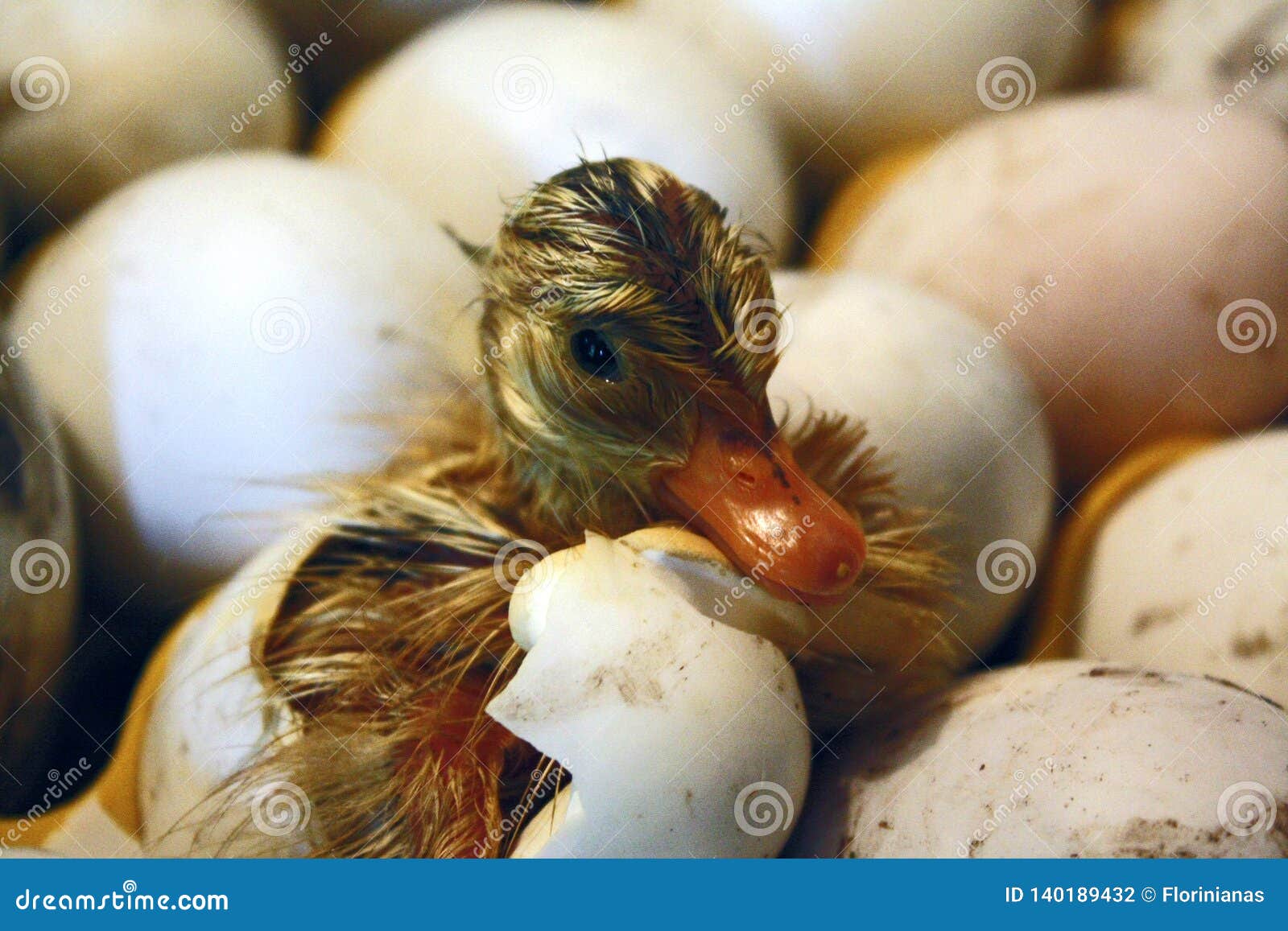 Duck Incubator Her Eggs On The Straw Nest Stock Photo - Download Image Now  - Animal Egg, Animal Nest, Duck - Bird - iStock