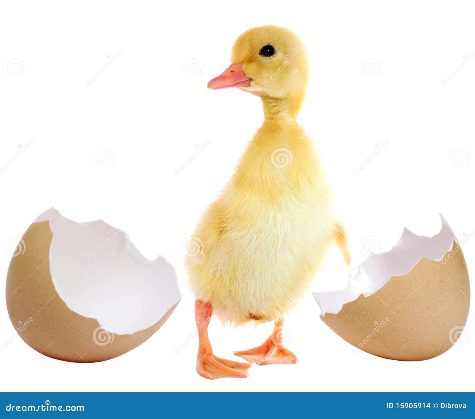 duckling and egg