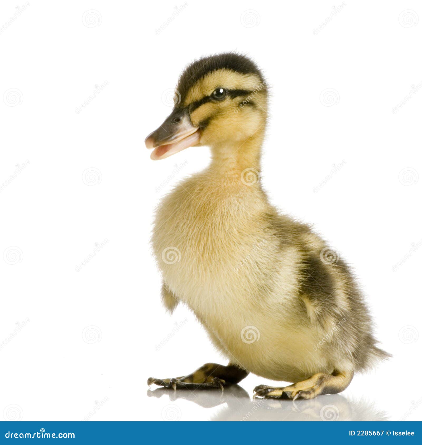 ducks two years ducks two years