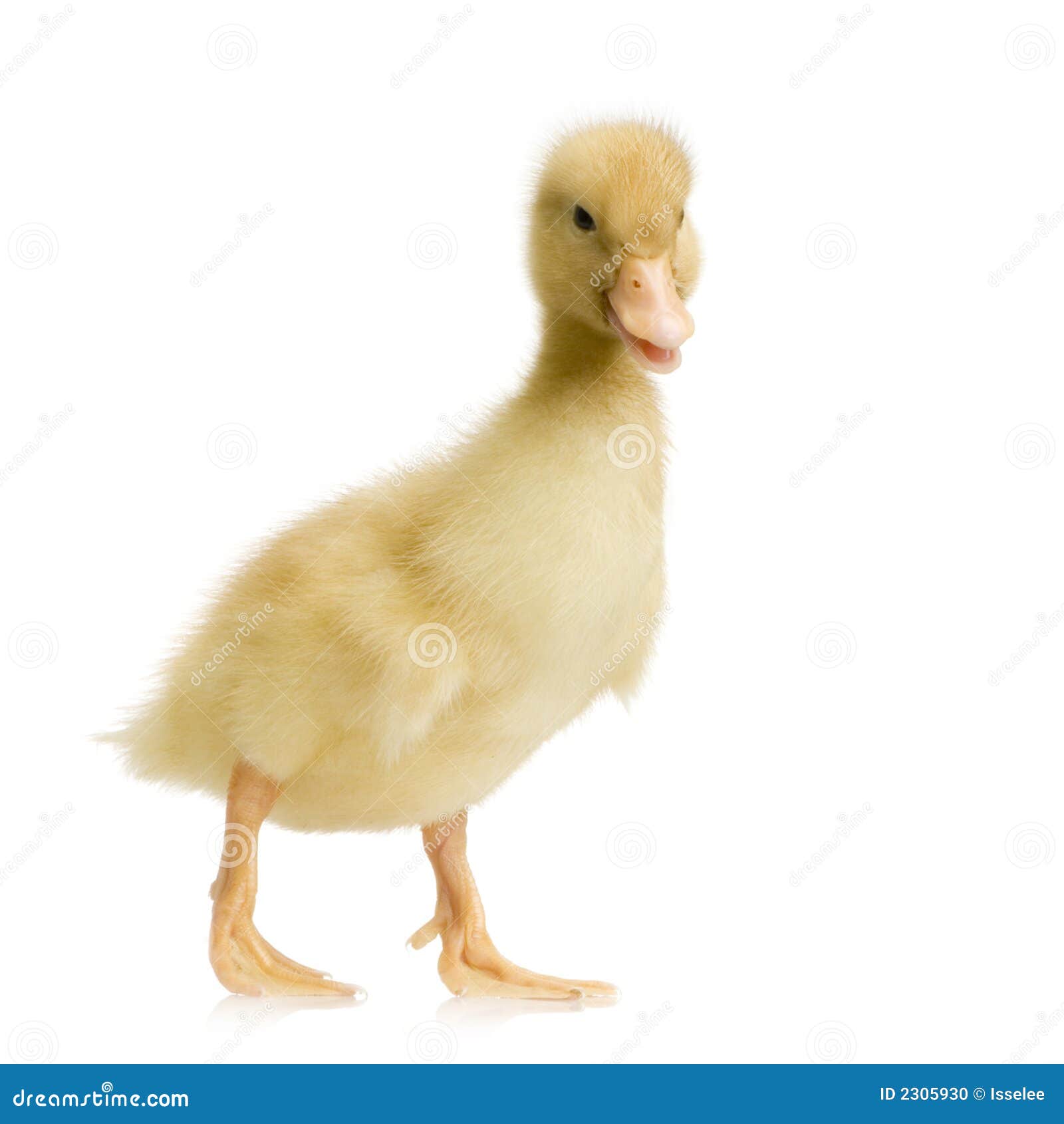 ducks two years ducks two years