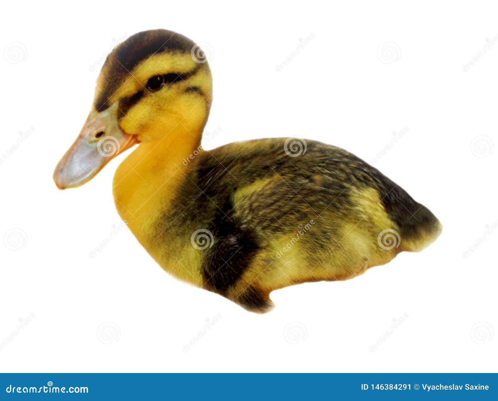 Duckling of the litter stock image. Image of duck, brood 146384291