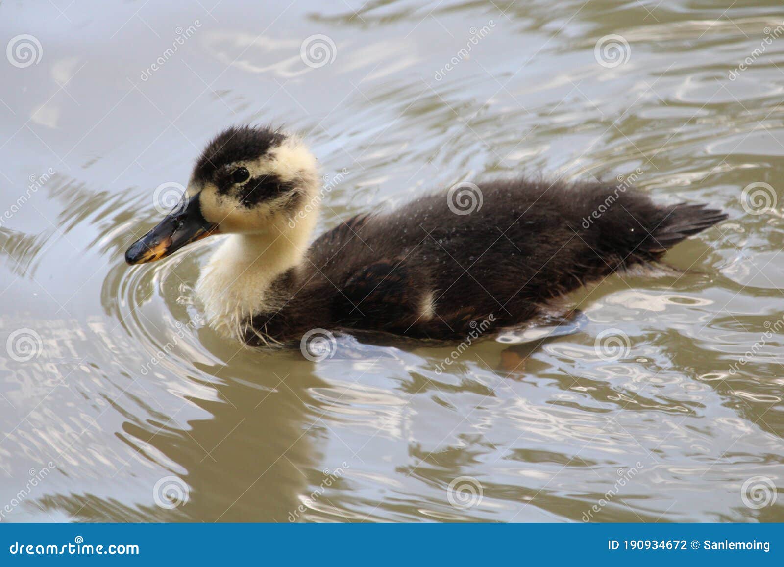 duckling in the water