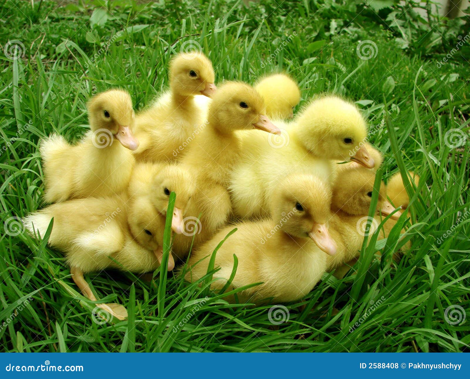 Ducklings stock photo. Image of sweet, hatchery, duck