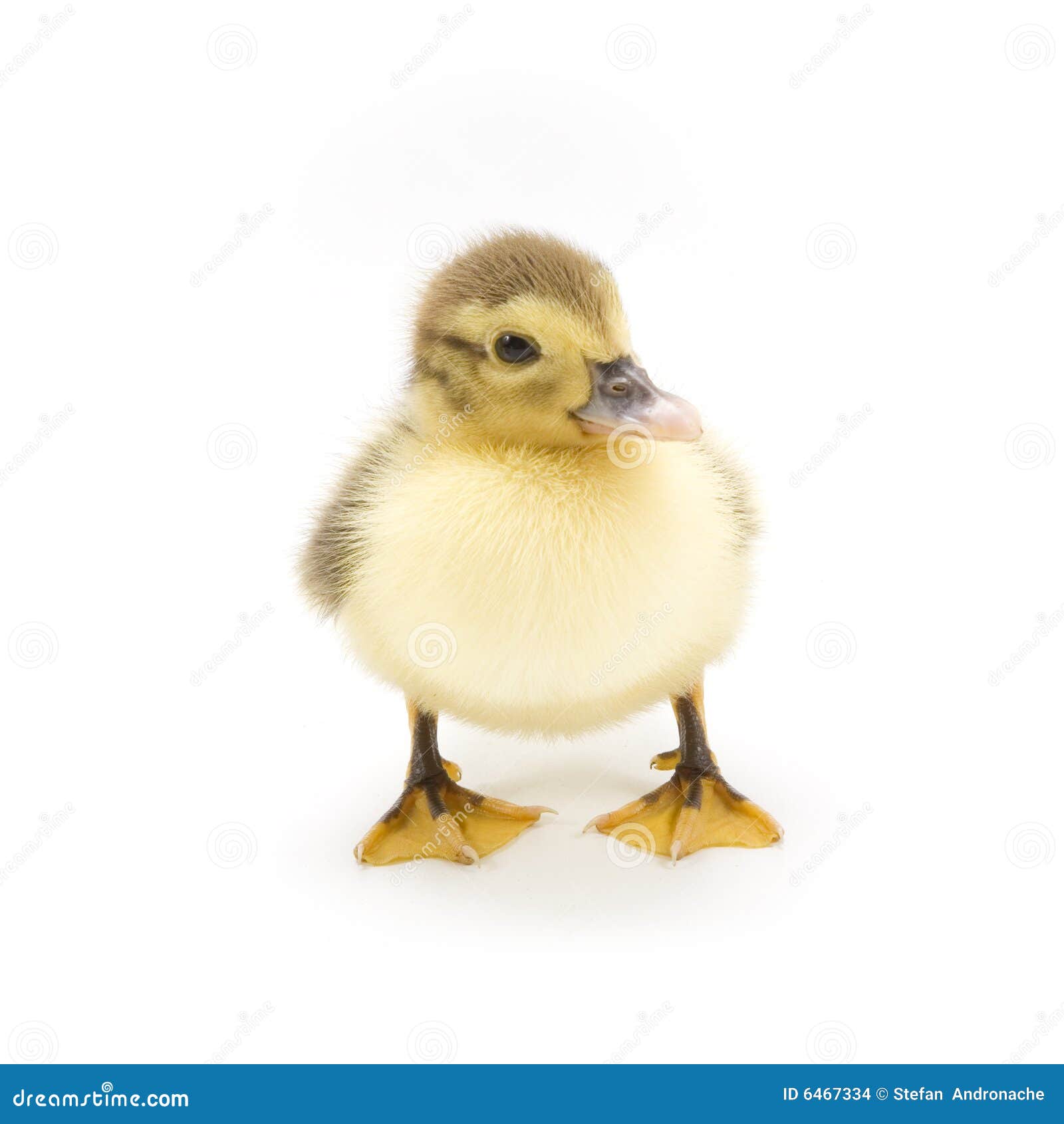 Ducklings stock photo. Image of isolated, spring, cute - 6467334