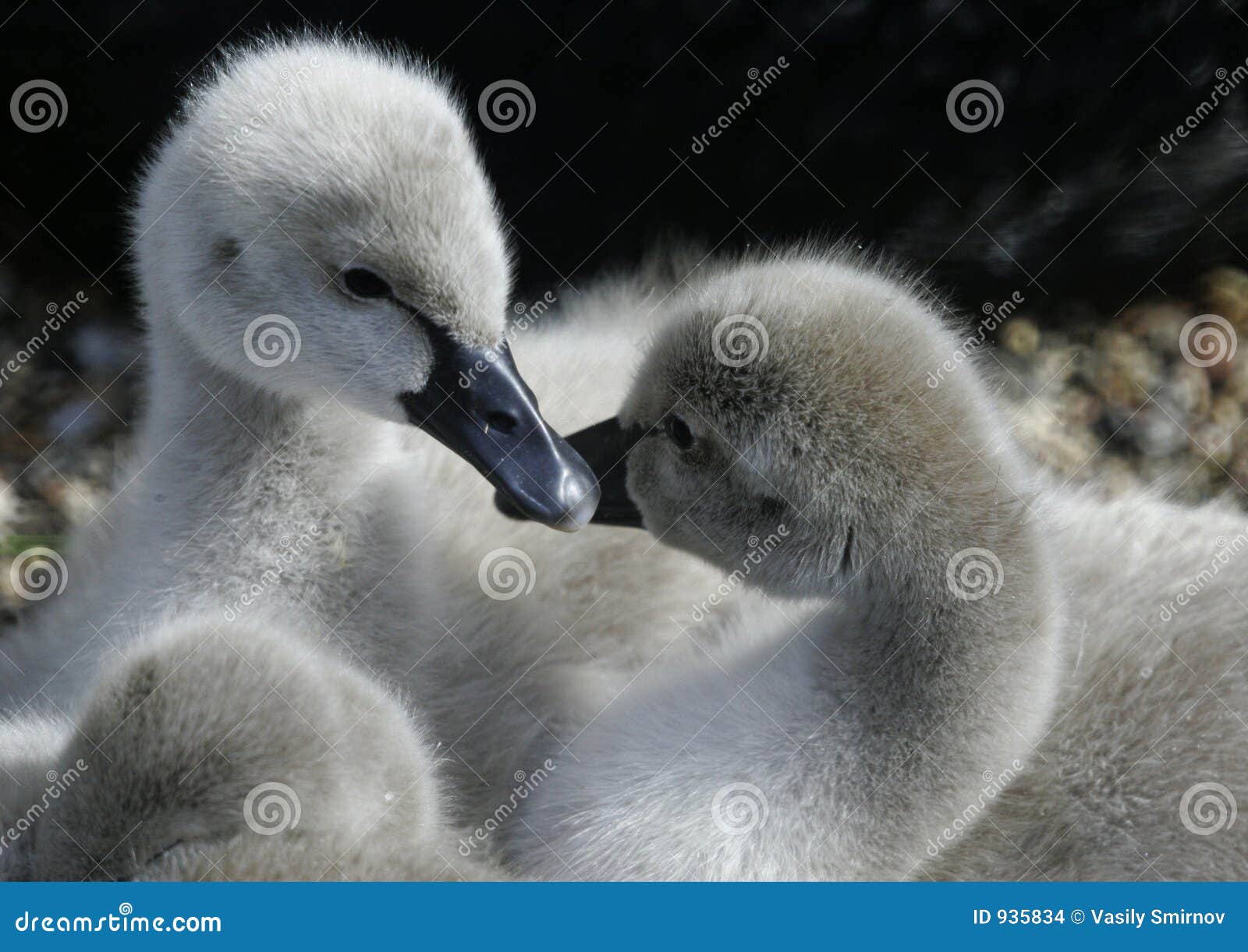 ducklings