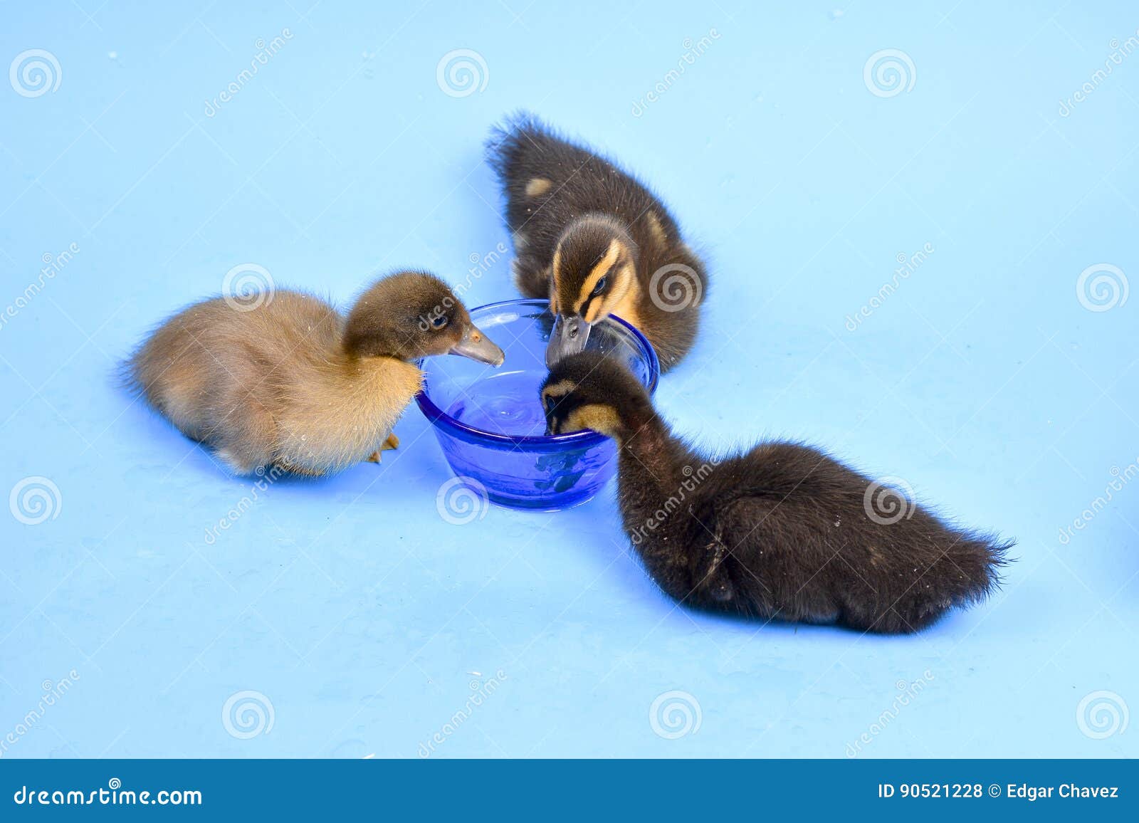 Ducklings stock photo. Image of multi, cute, standing - 90521228