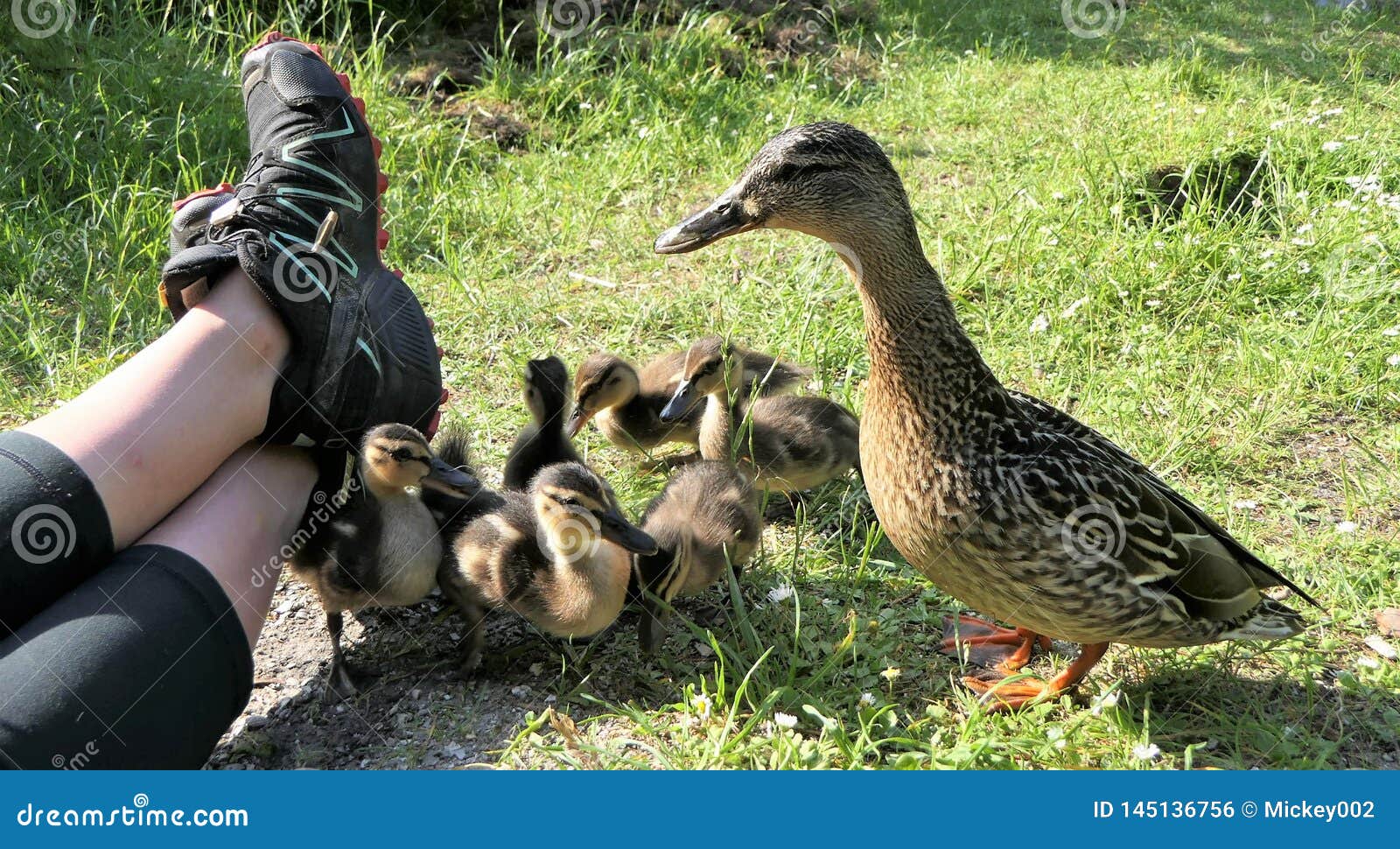 Ducklings near human stock photo Image of bird black 145136756 Ducklings near human stock photo Image of bird black 145136756