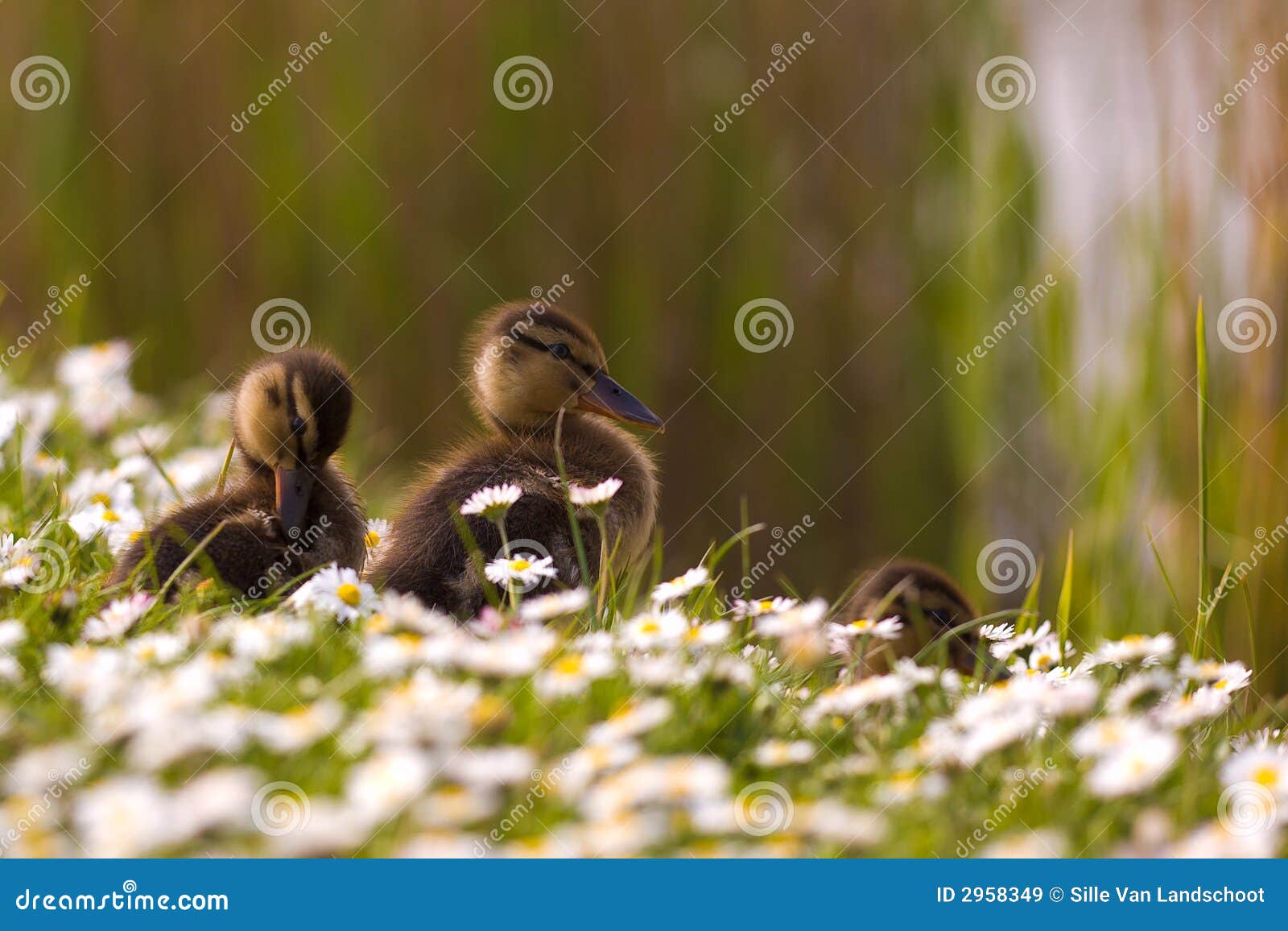 Ducklings in springtime stock image. Image of daisy, young 2958349
