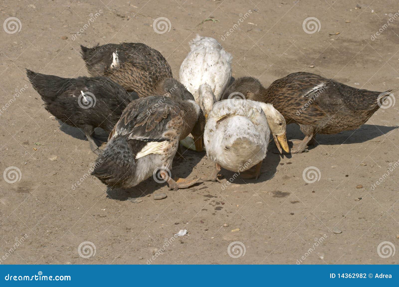 ducks eating something from a bole
