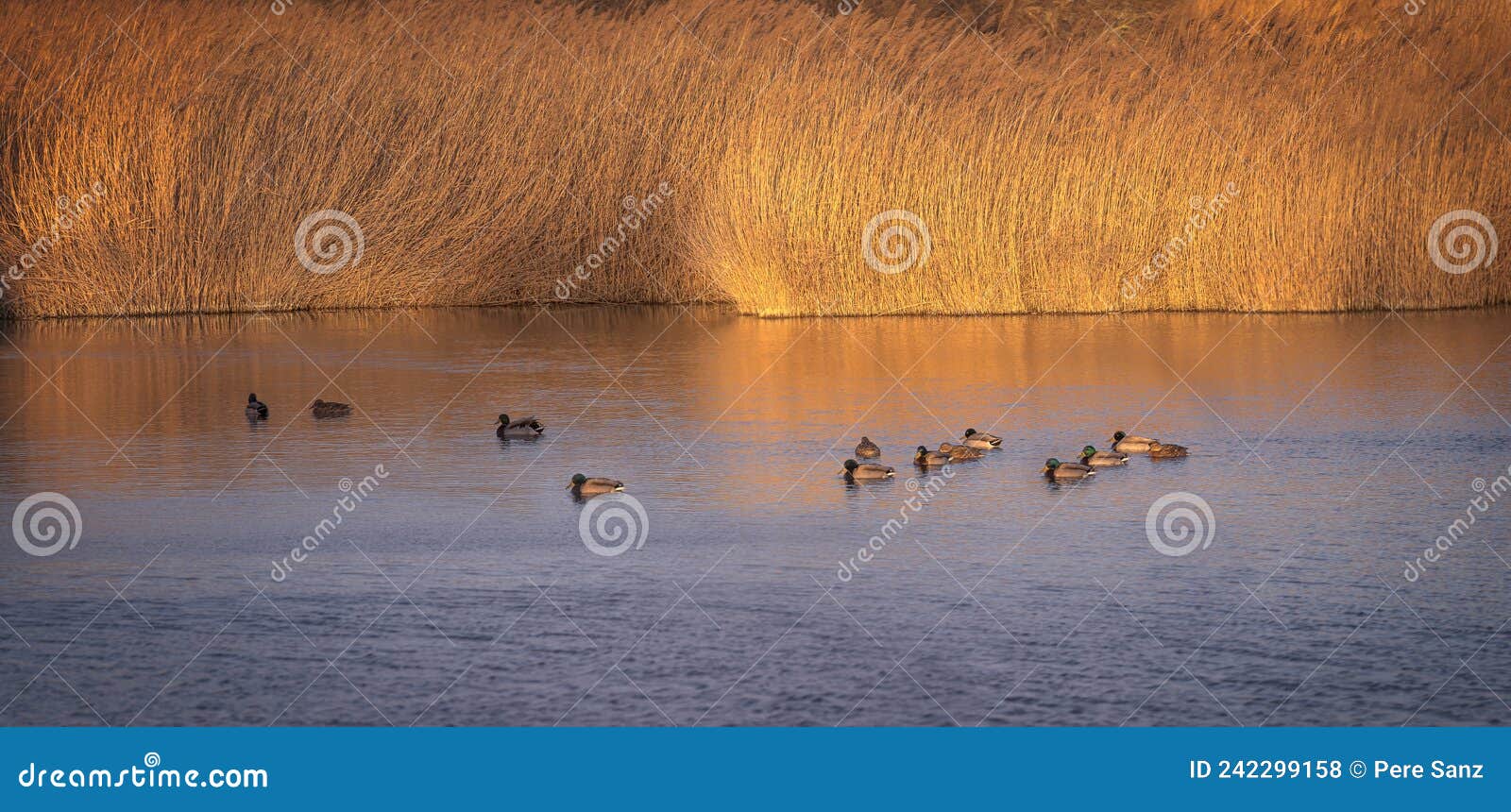 ducks at aiguamolls d`emporda at sunset, catalonia