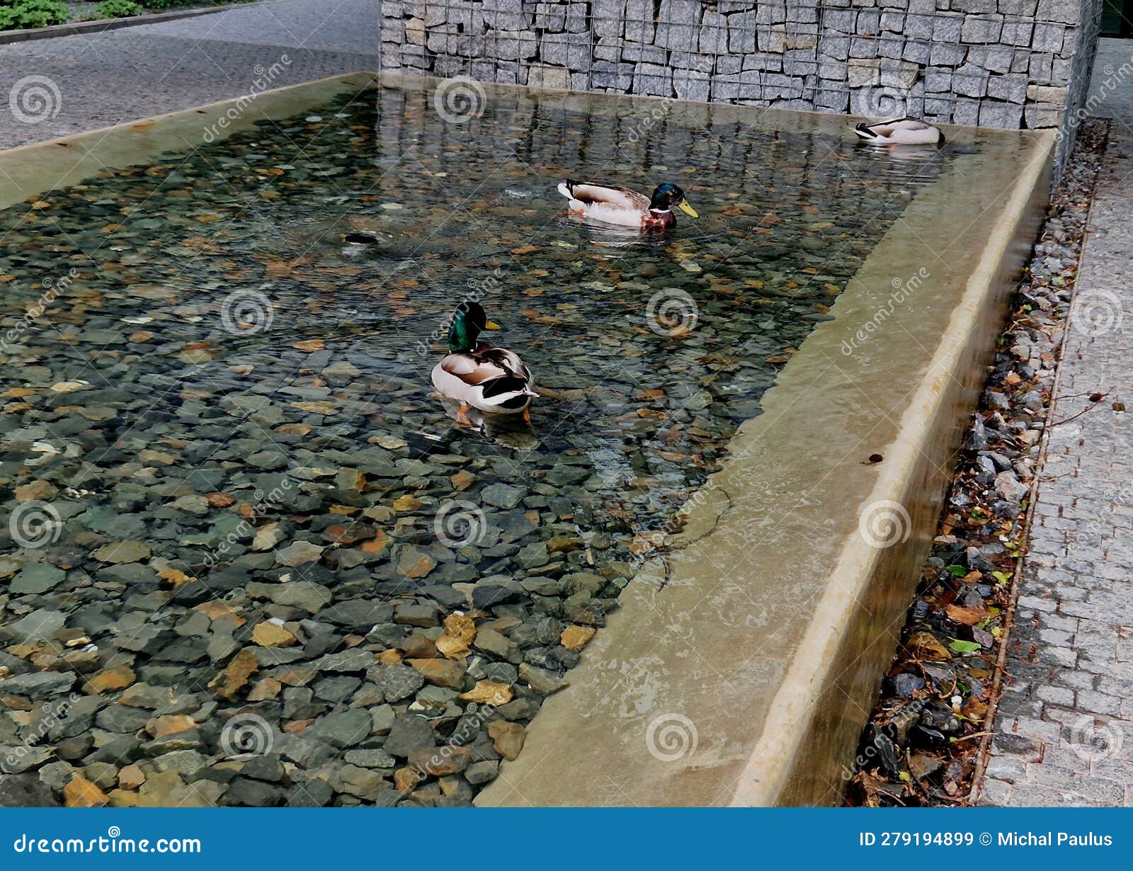 Ducks Also Inhabit Representative Pools and Slurries with Chlorinated