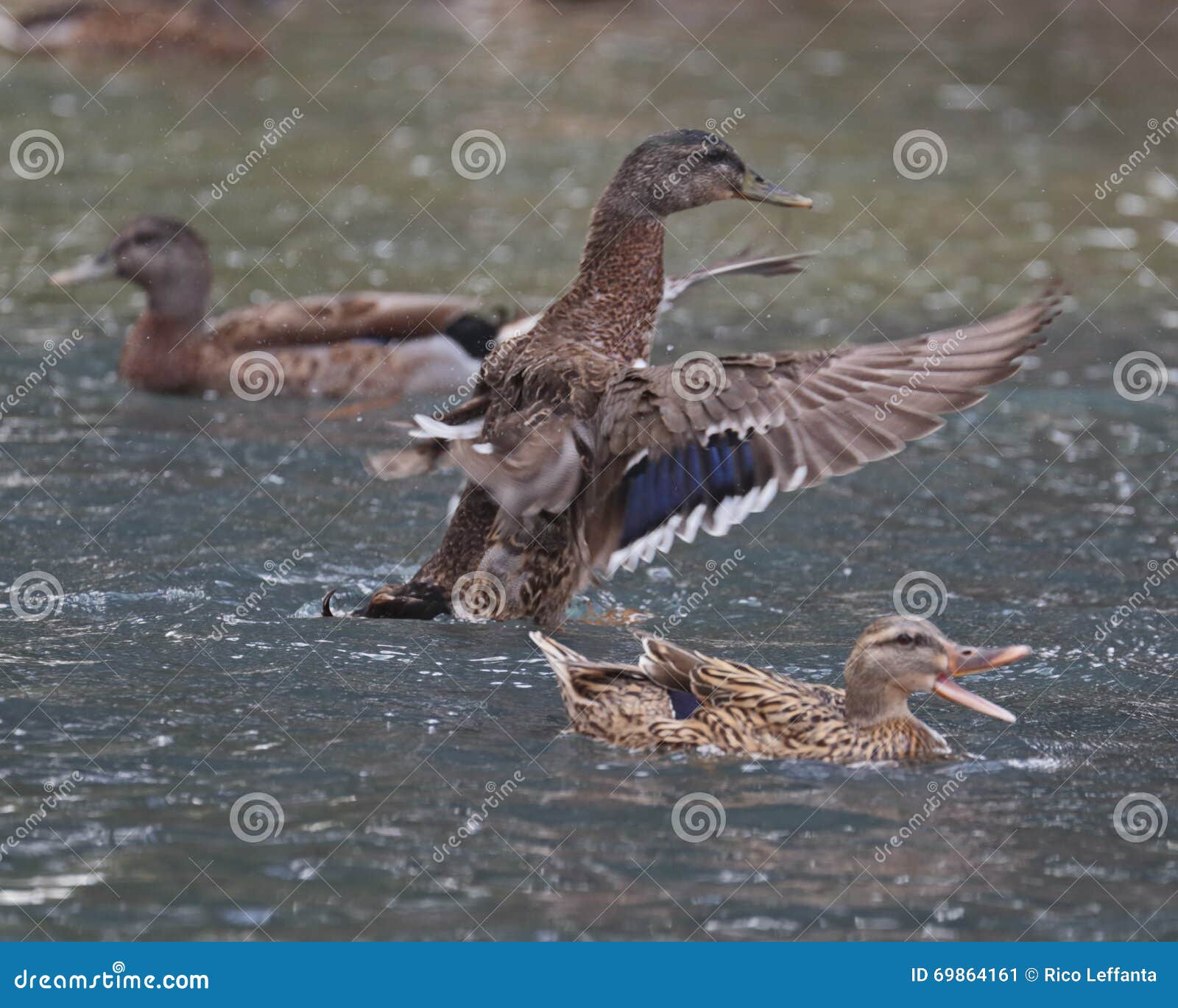 mallard duck sounds mallard duck sounds