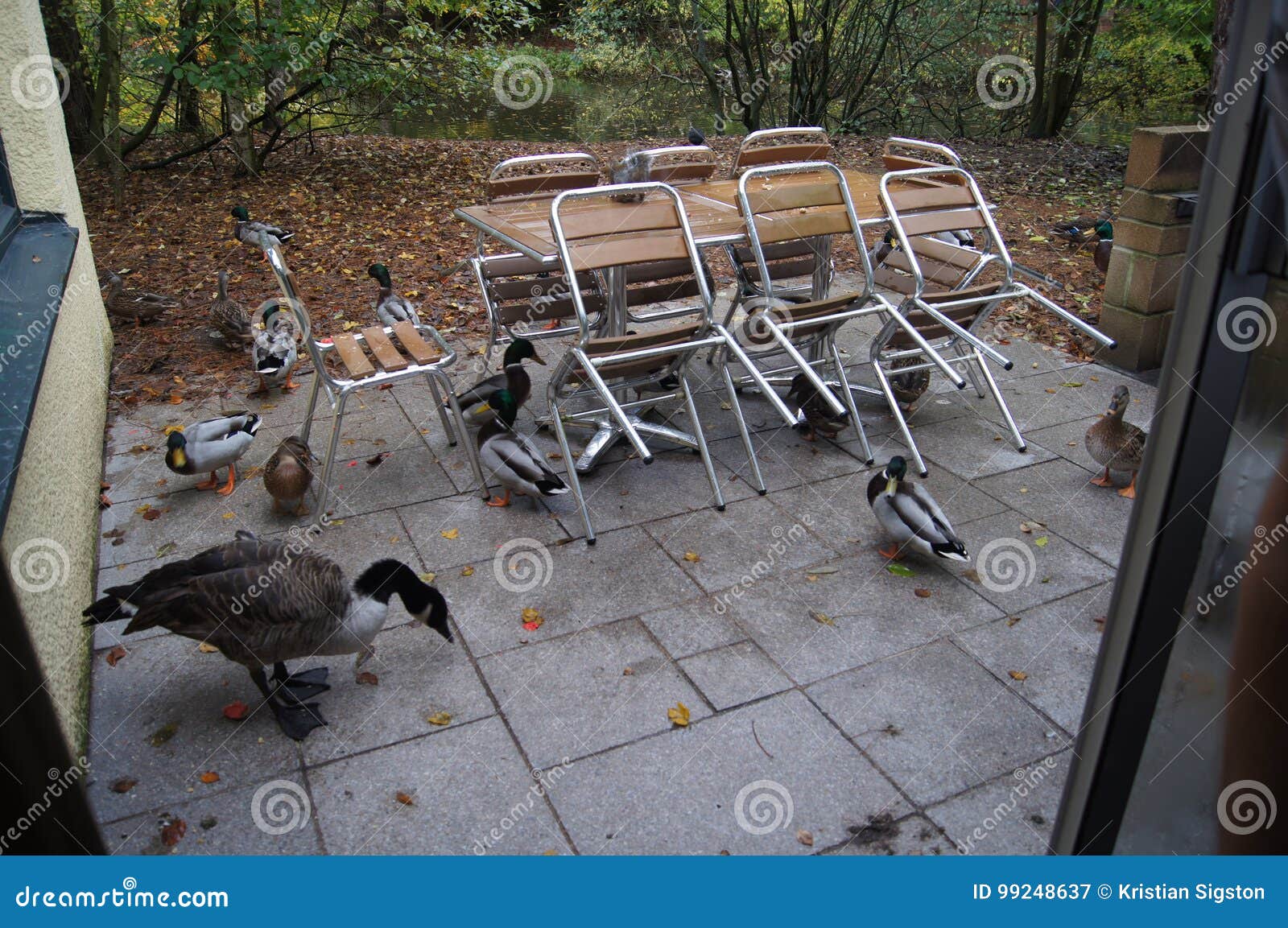 Ducks and bench stock image. Image of animals, tree, benches 99248637