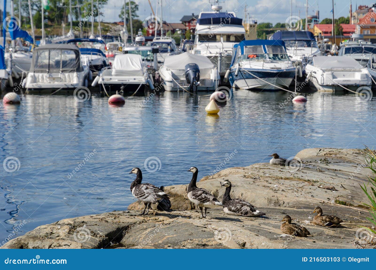 ducks and boats in harbor djurgarden stockholm sweden