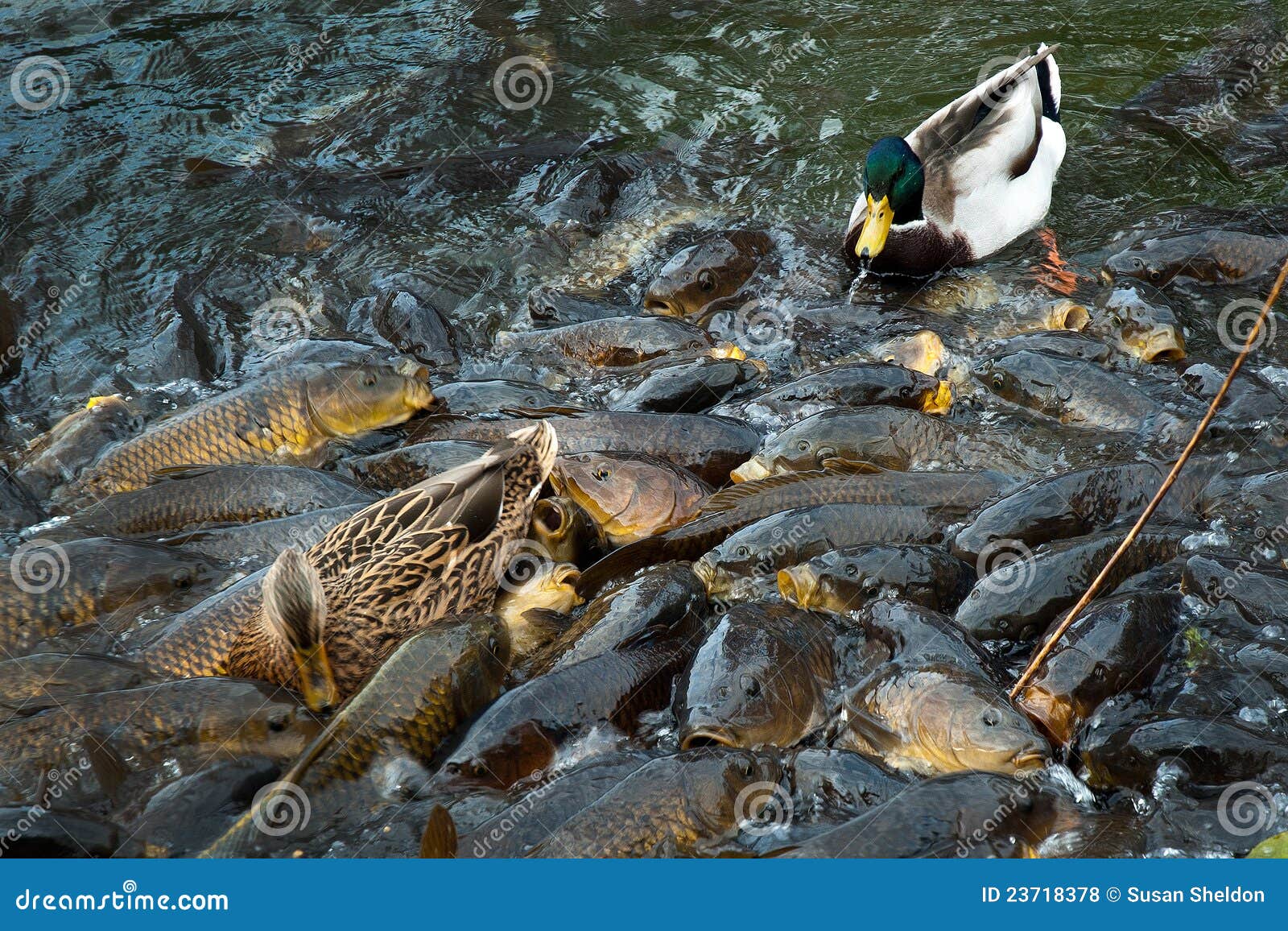 Ducks and carp stock photo. Image of motion, jump, carp 23718378