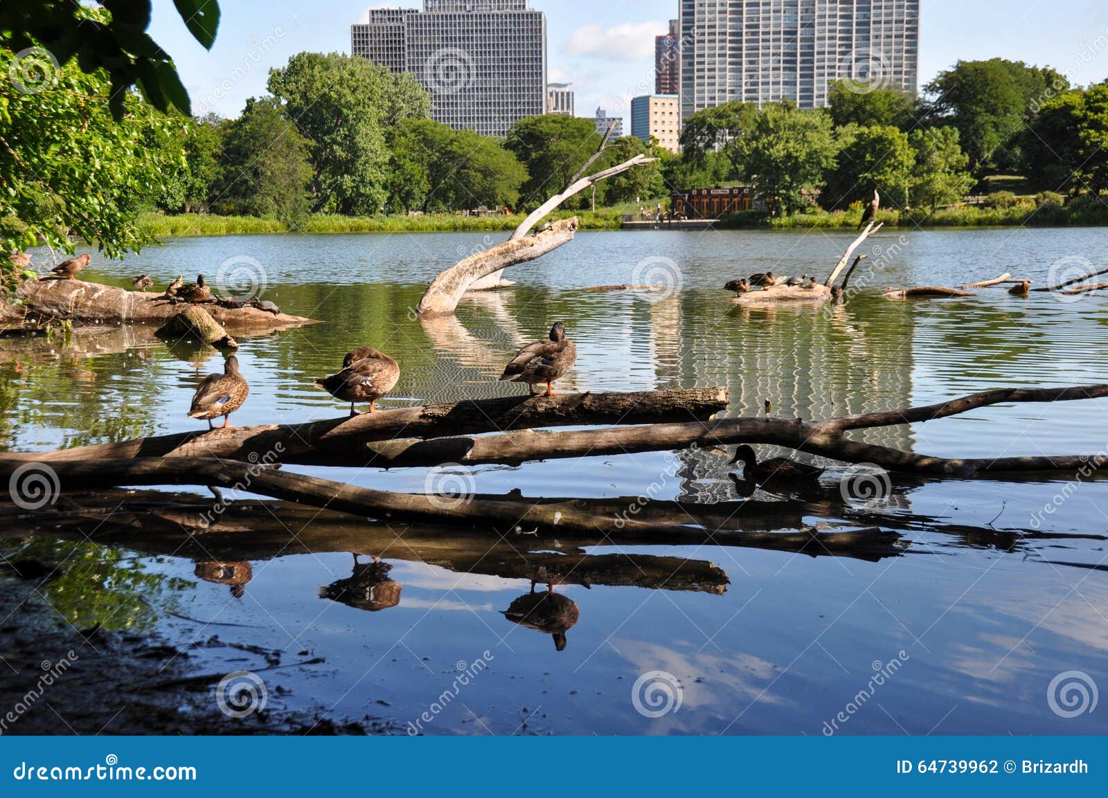 Ducks in Chicago, Illinois, USA Stock Photo Image of view, travelling