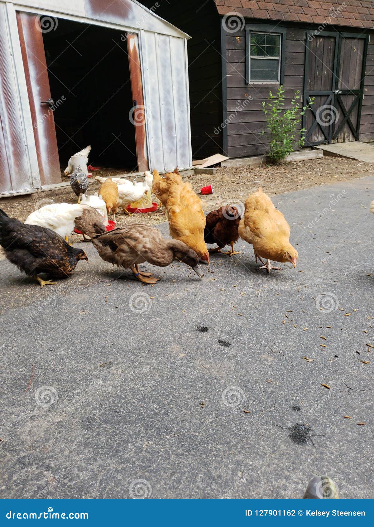 Chickens and ducks stock photo. Image of ducks, treat 127901162