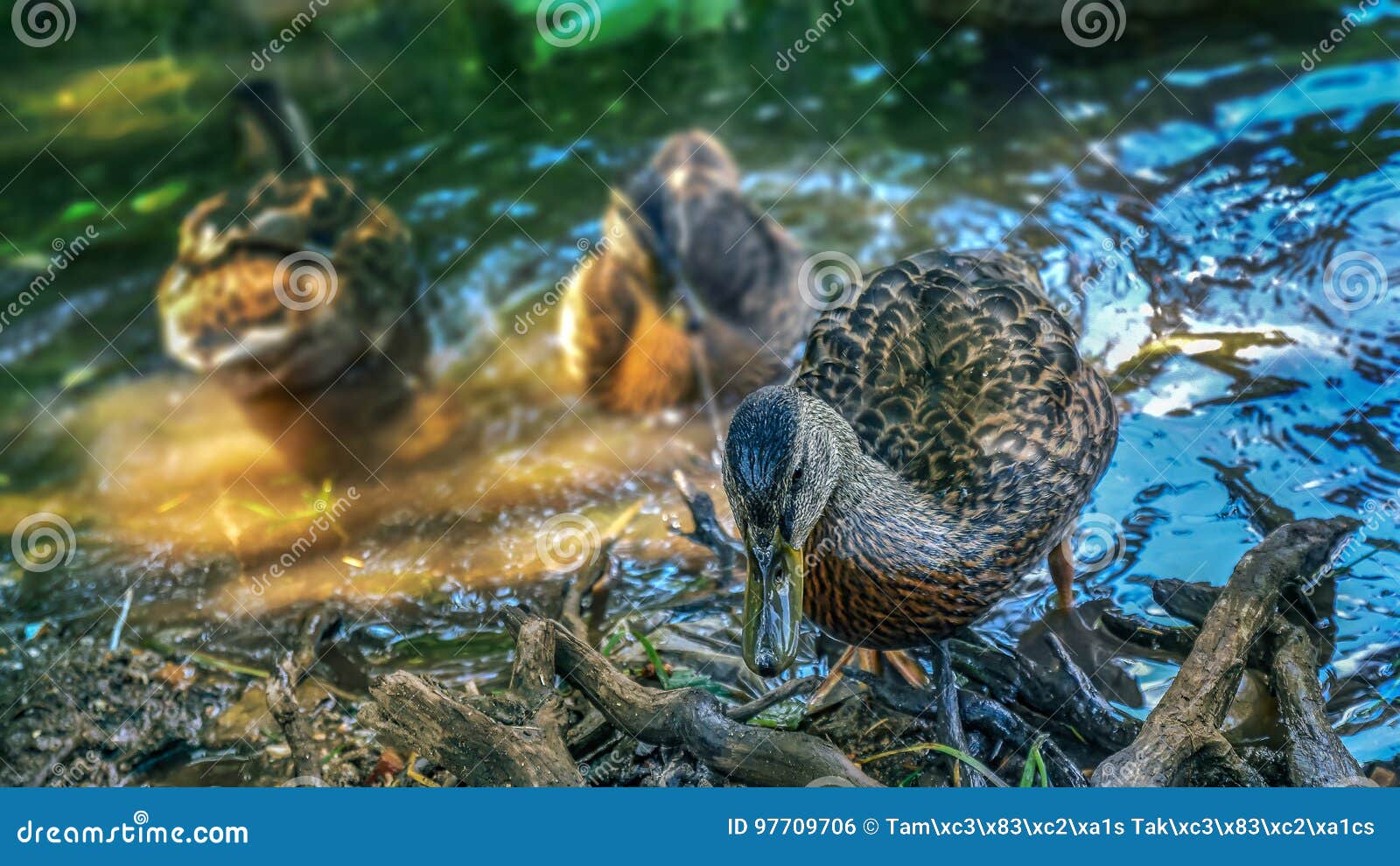 Ducks Cool in the Summer Heat Stock Photo Image of duck, standing