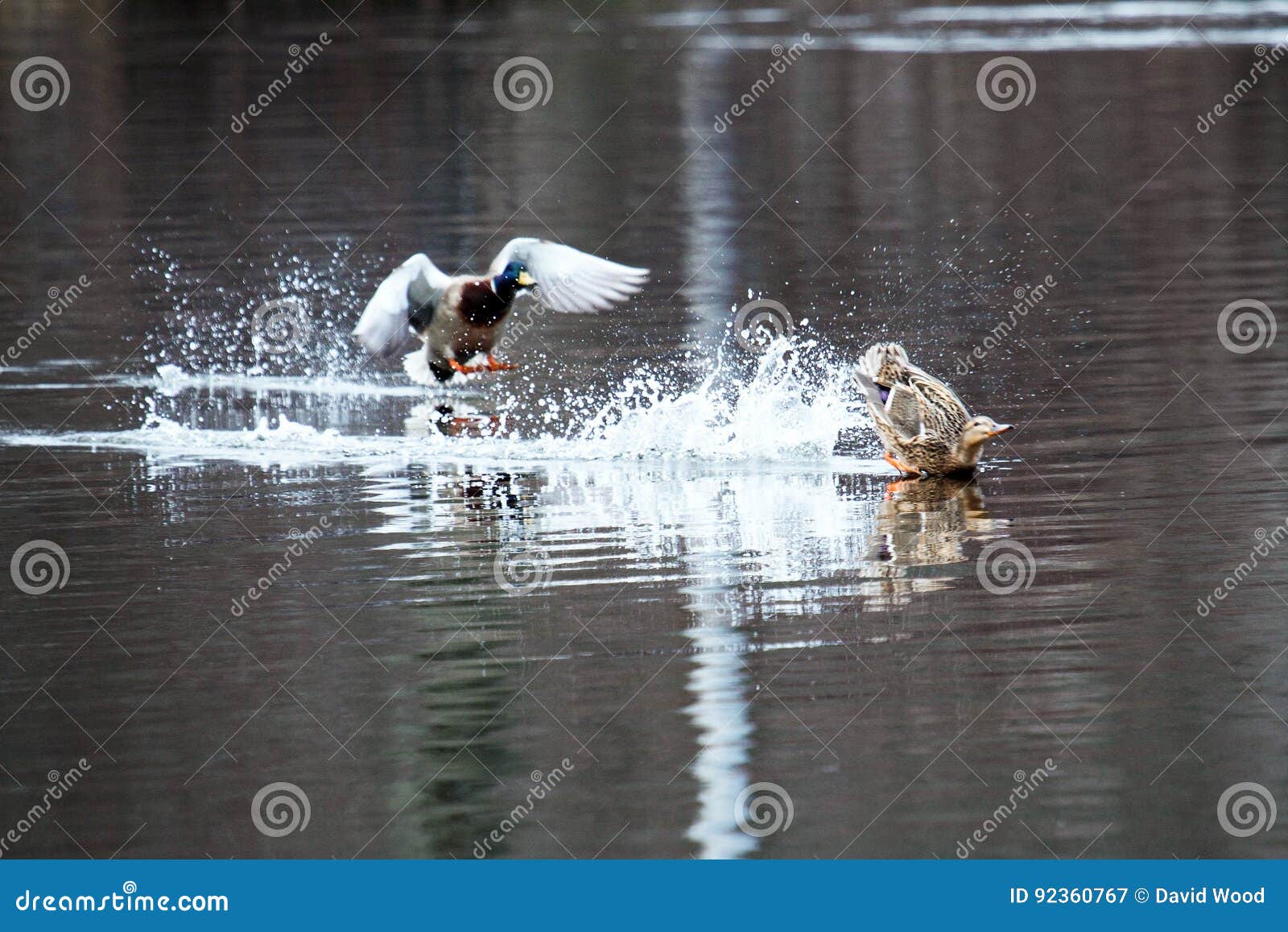 Ducks Crash Landing in a Lake Stock Image Image of pond, spring 92360767