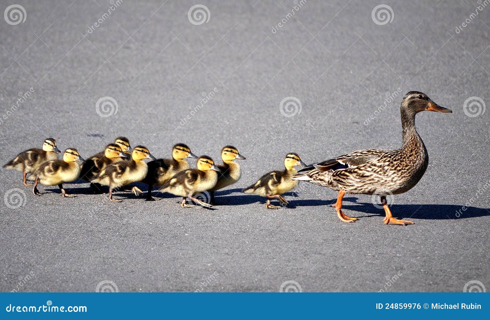 ducks crossing the road