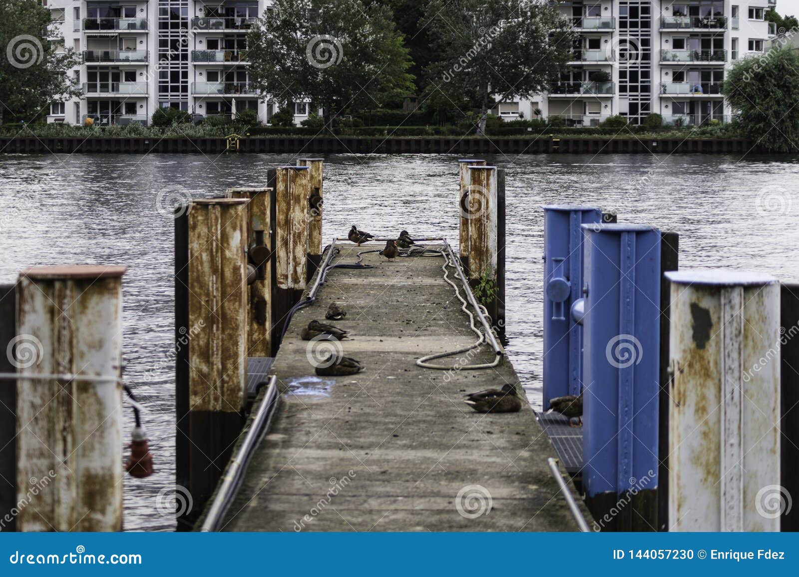 ducks on the dock, berlin, germany