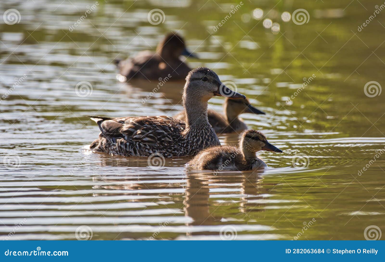 ducks and ducklings in profile