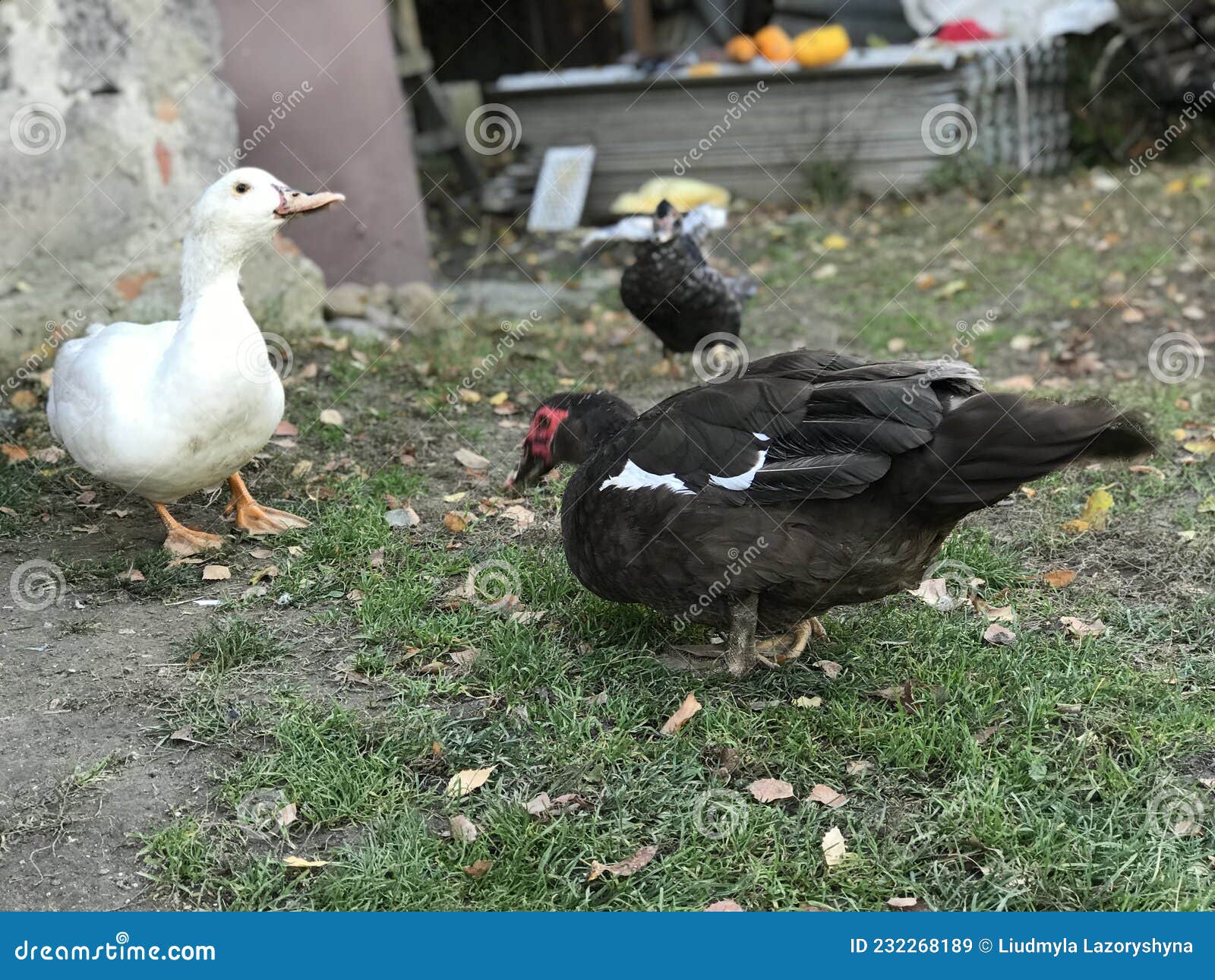 Ducks stock image. Image of yard, ducks, poultry, talk 232268189