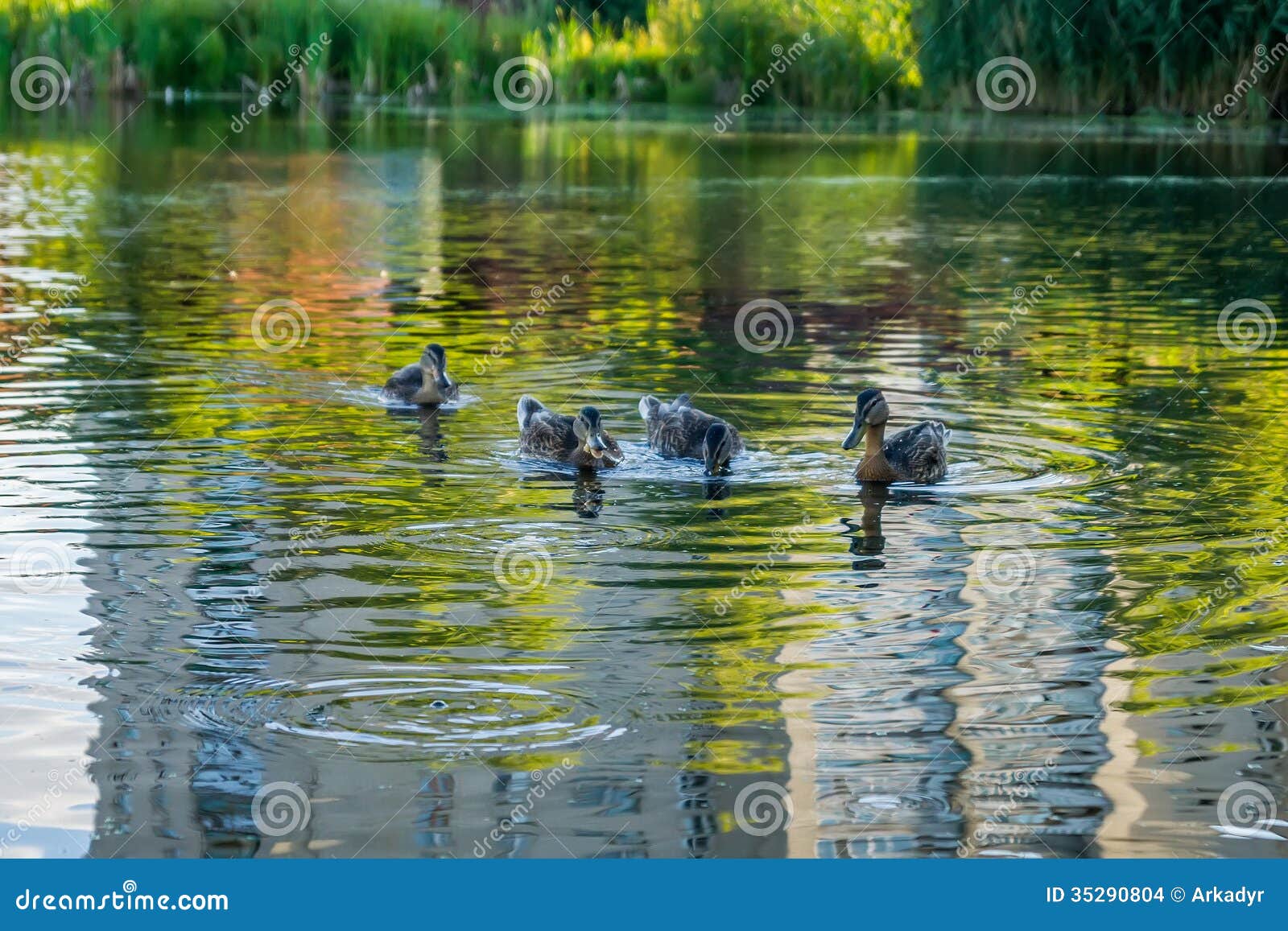 Ducks Eat Bread In The City Pond. Stock Photo Image 35290804