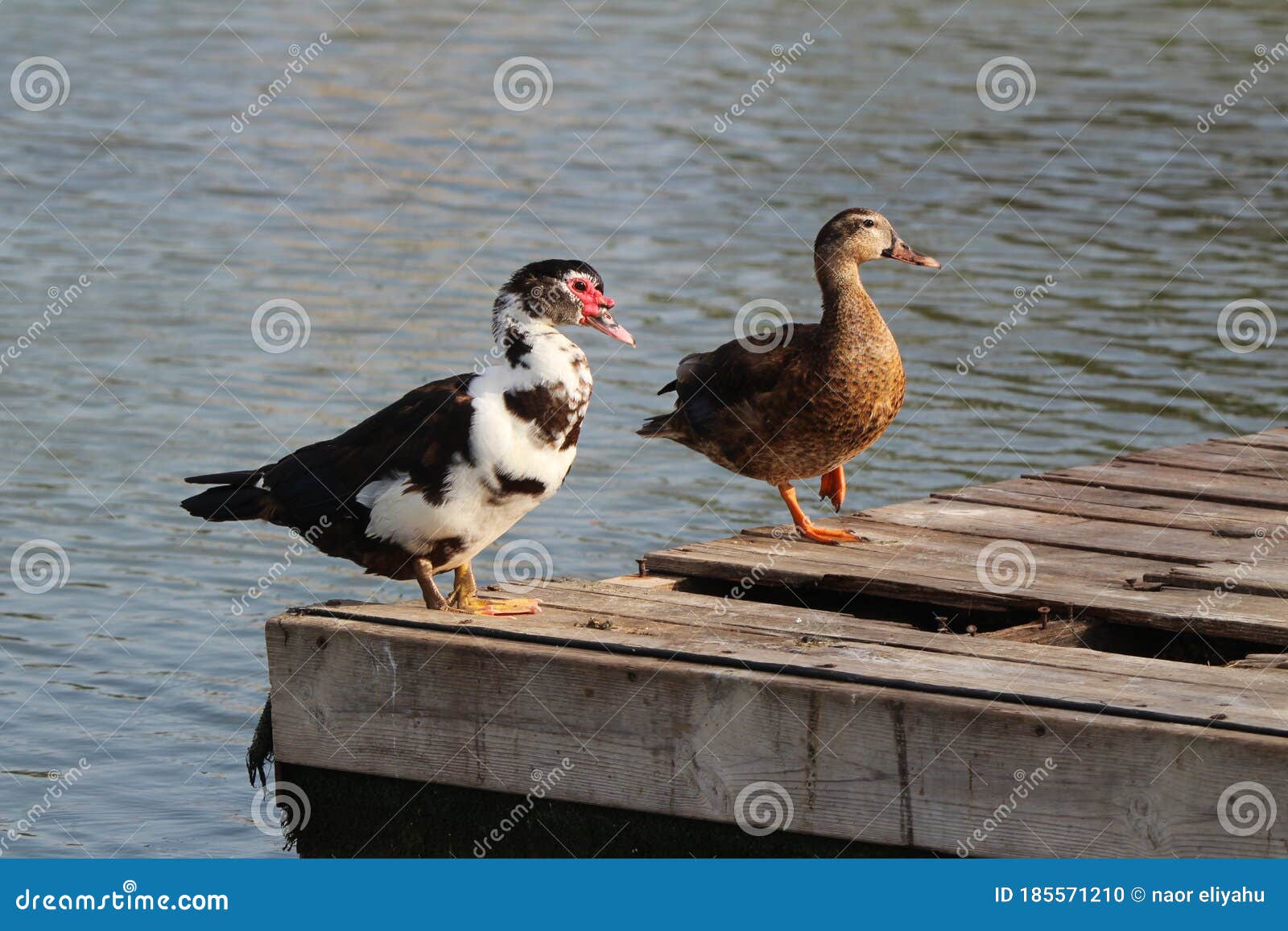Ducks Eating and Drinking Water and Swimming Stock Photo Image of